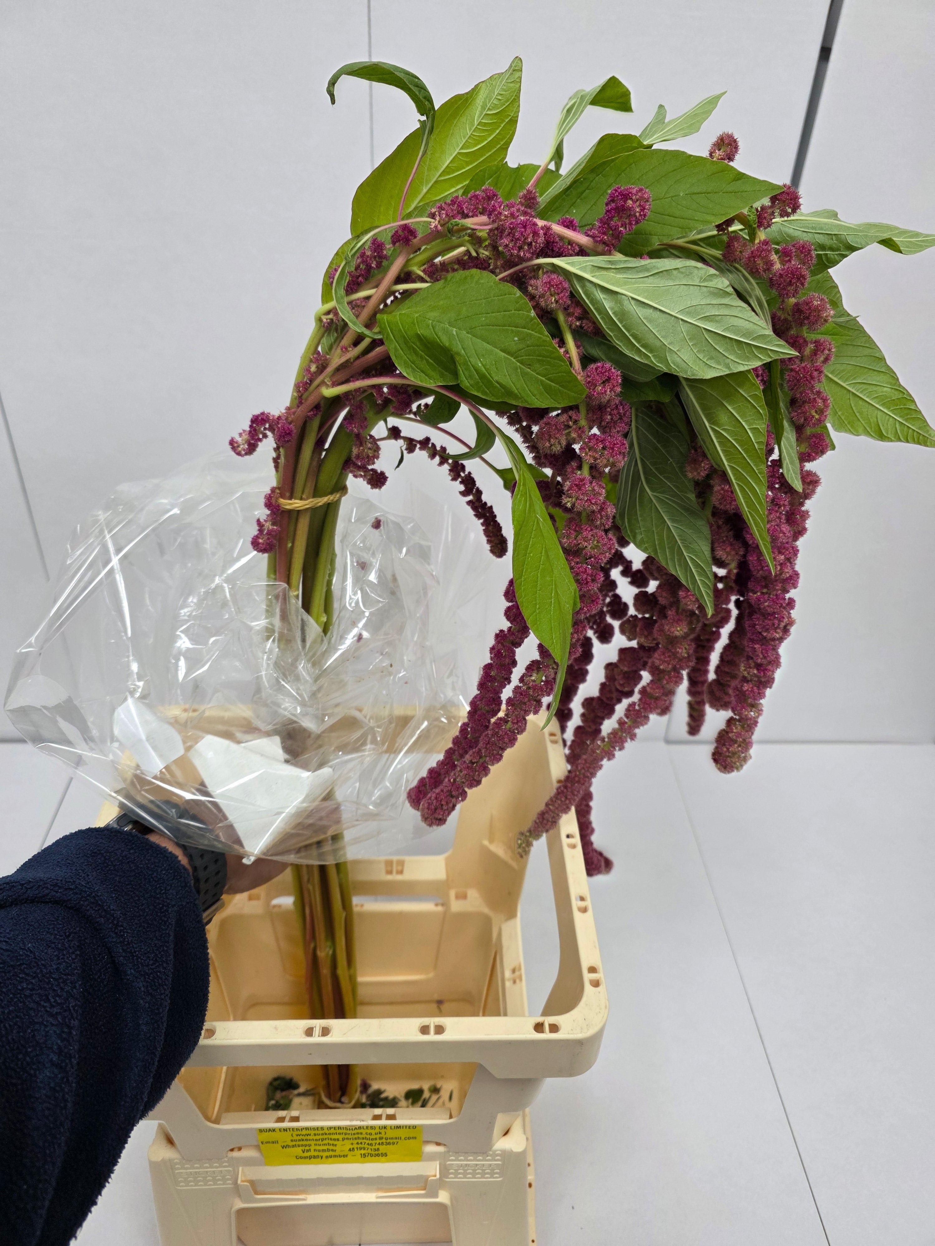 Farm Fresh Amaranthus Ca Rosary(Bunch of 10 Stems, Length 80cm)