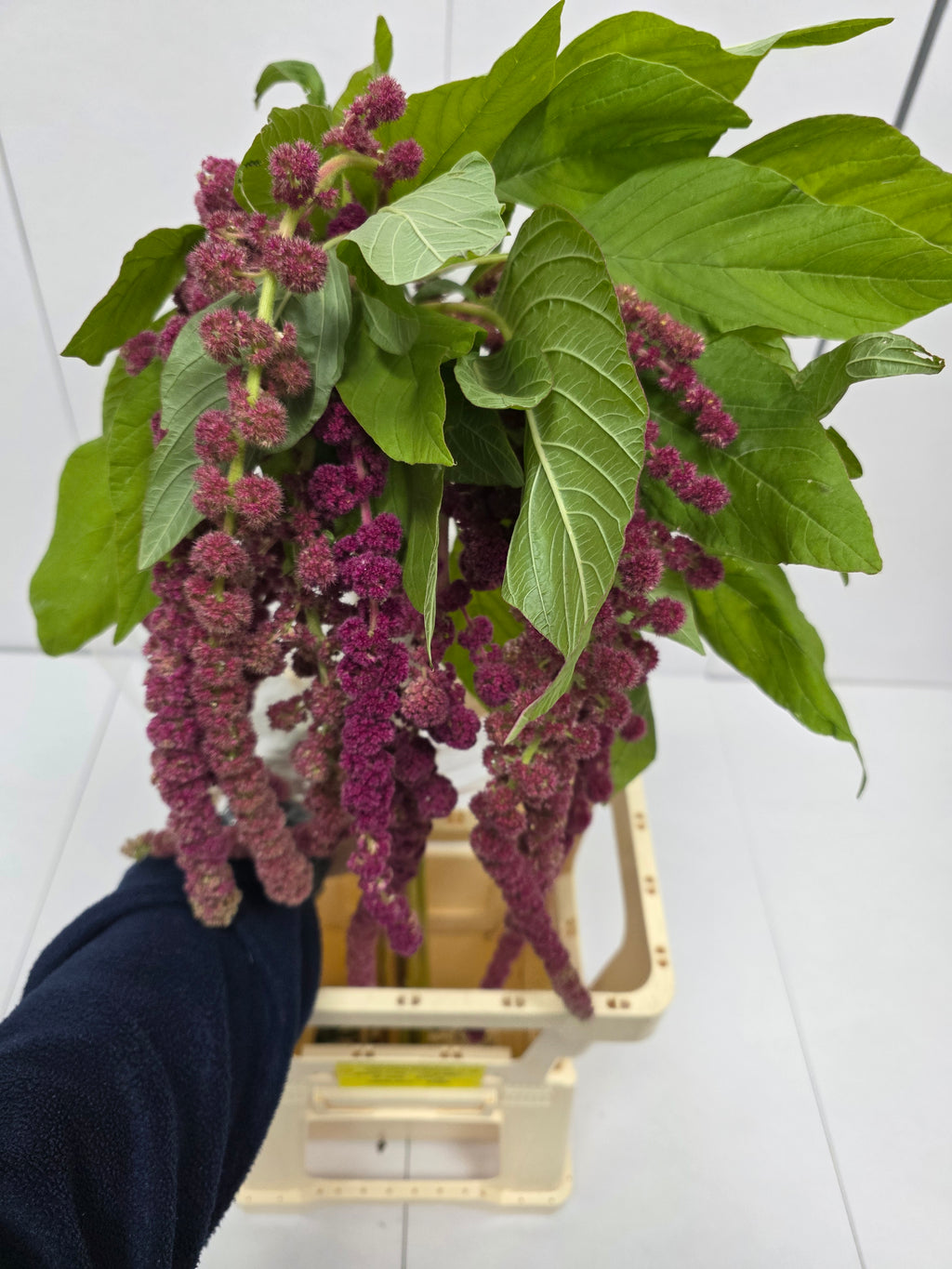 Farm Fresh Amaranthus Ca Rosary(Bunch of 10 Stems, Length 80cm)
