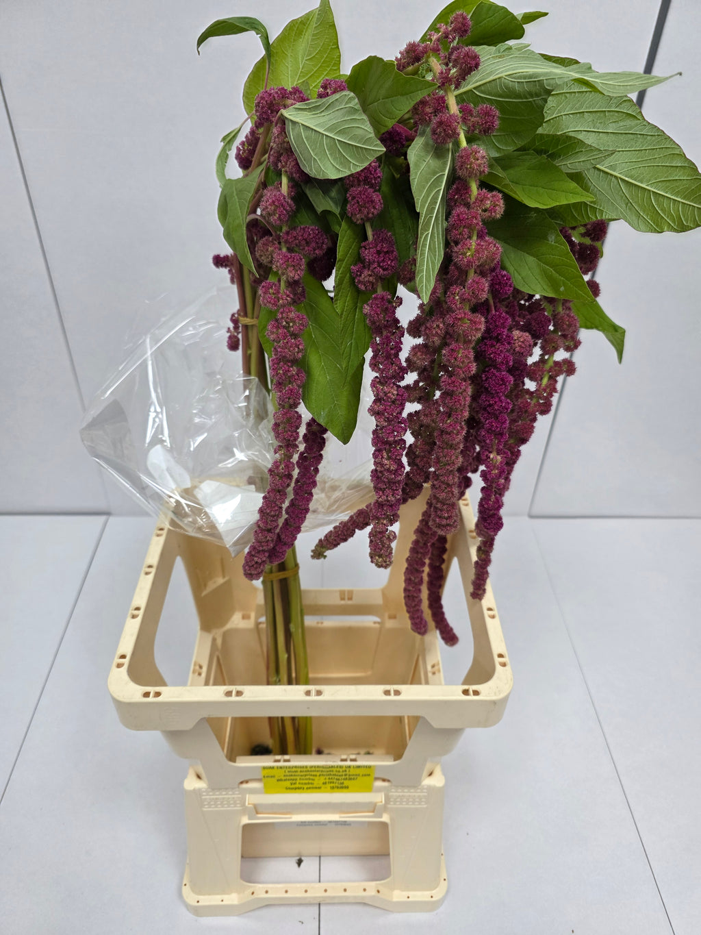 Farm Fresh Amaranthus Ca Rosary(Bunch of 10 Stems, Length 80cm)