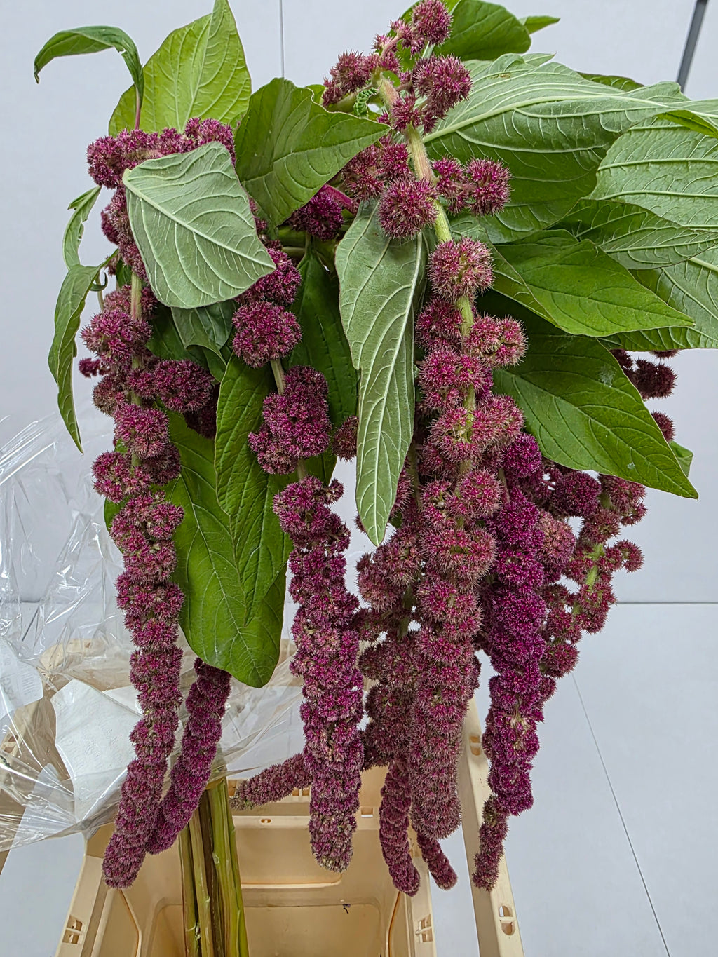 Farm Fresh Amaranthus Ca Rosary(Bunch of 10 Stems, Length 80cm)