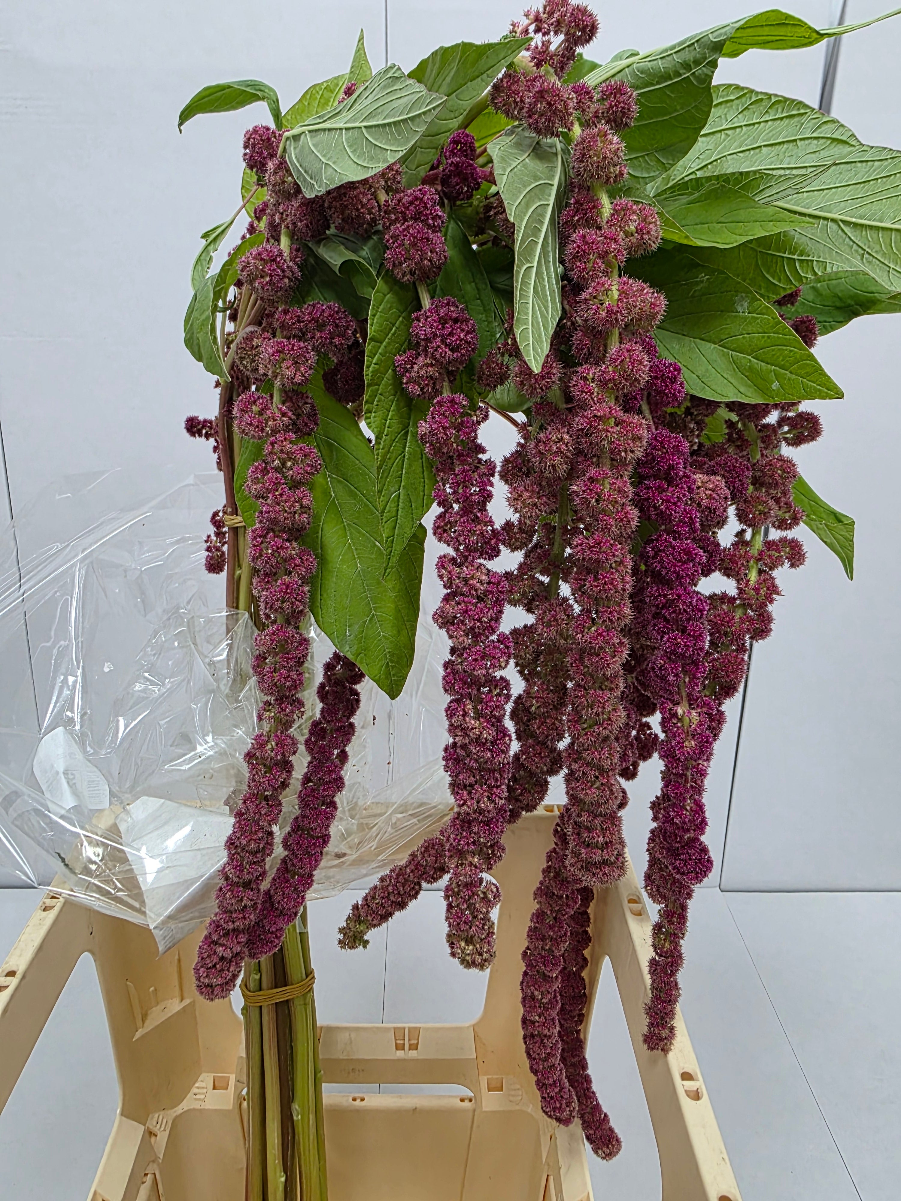 Farm Fresh Amaranthus Ca Rosary(Bunch of 10 Stems, Length 80cm)
