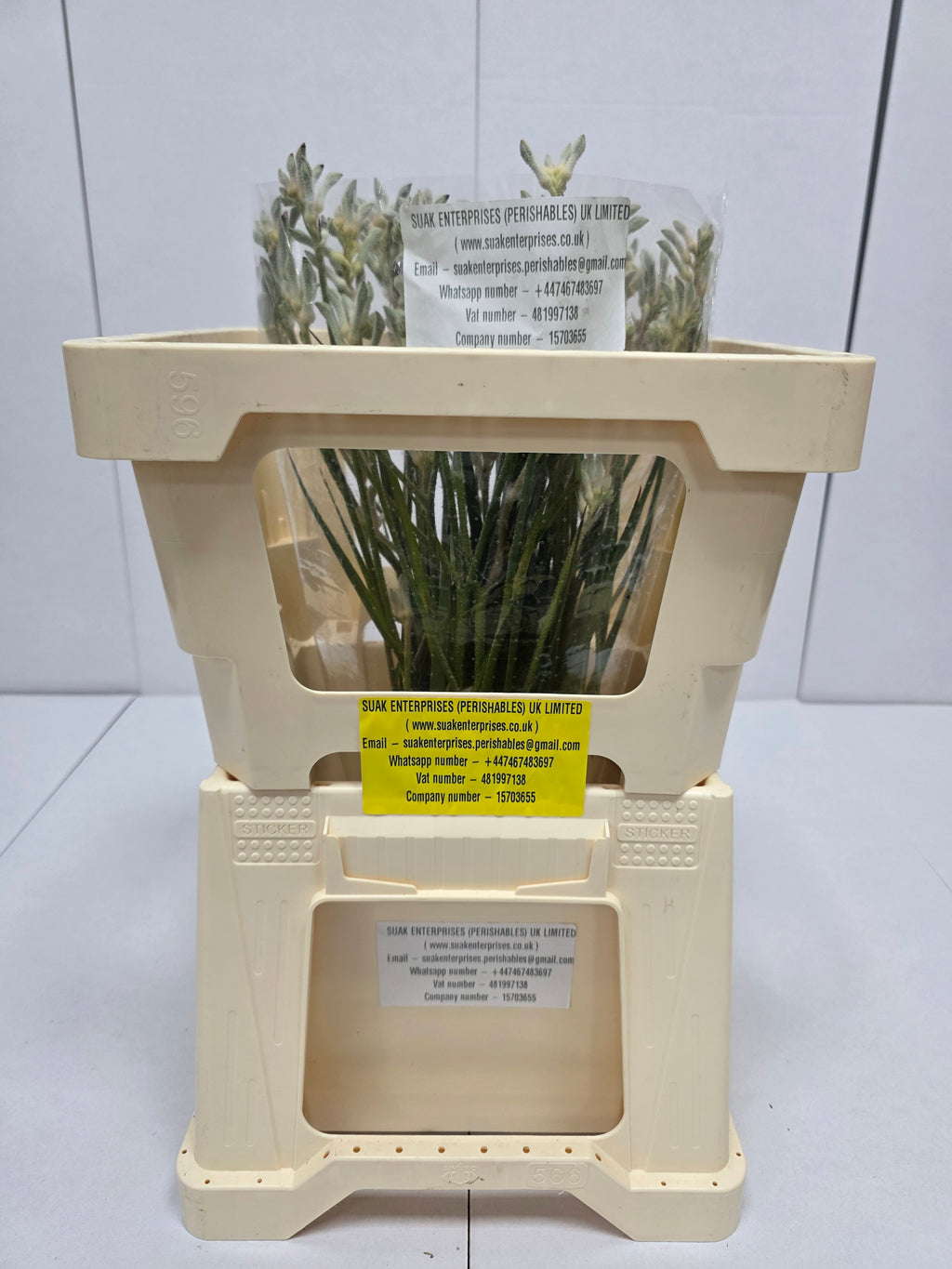 Farm Fresh Anigozanthos Bush Diamond(Bunch of 20 Stems, Length 50cm)