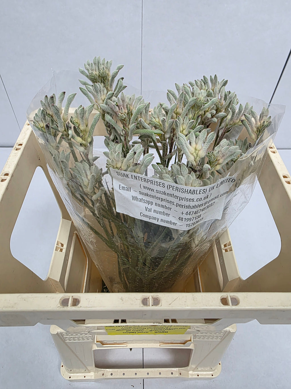 Farm Fresh Anigozanthos Bush Diamond(Bunch of 20 Stems, Length 50cm)