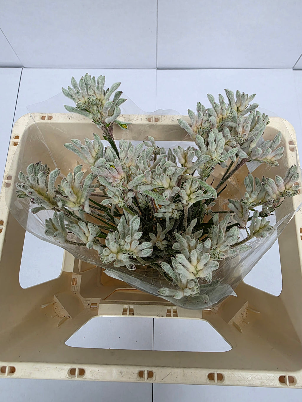Farm Fresh Anigozanthos Bush Diamond(Bunch of 20 Stems, Length 50cm)
