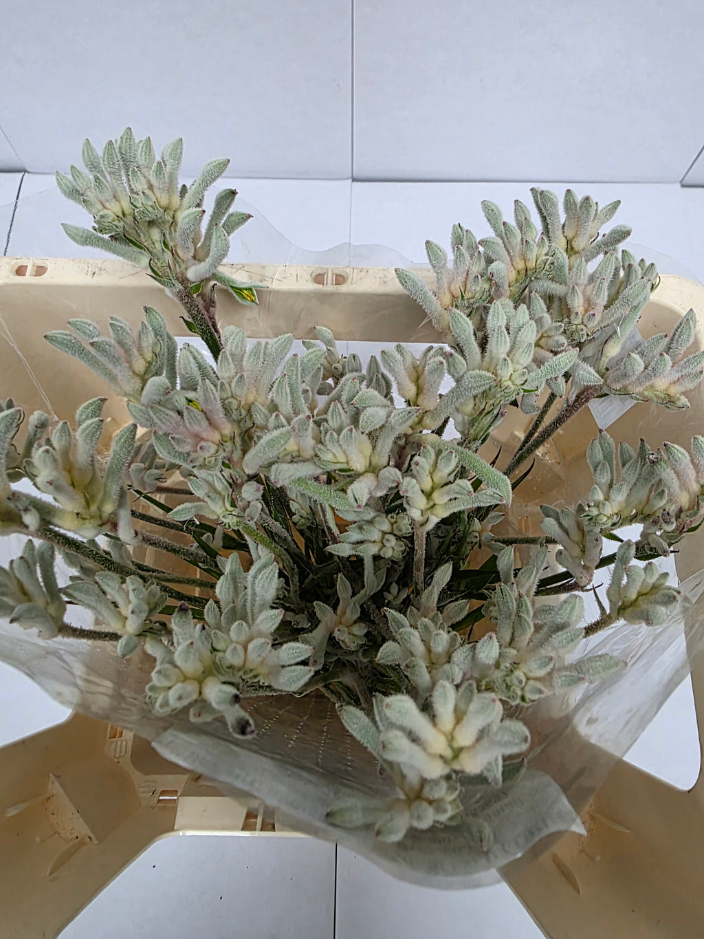 Farm Fresh Anigozanthos Bush Diamond(Bunch of 20 Stems, Length 50cm)