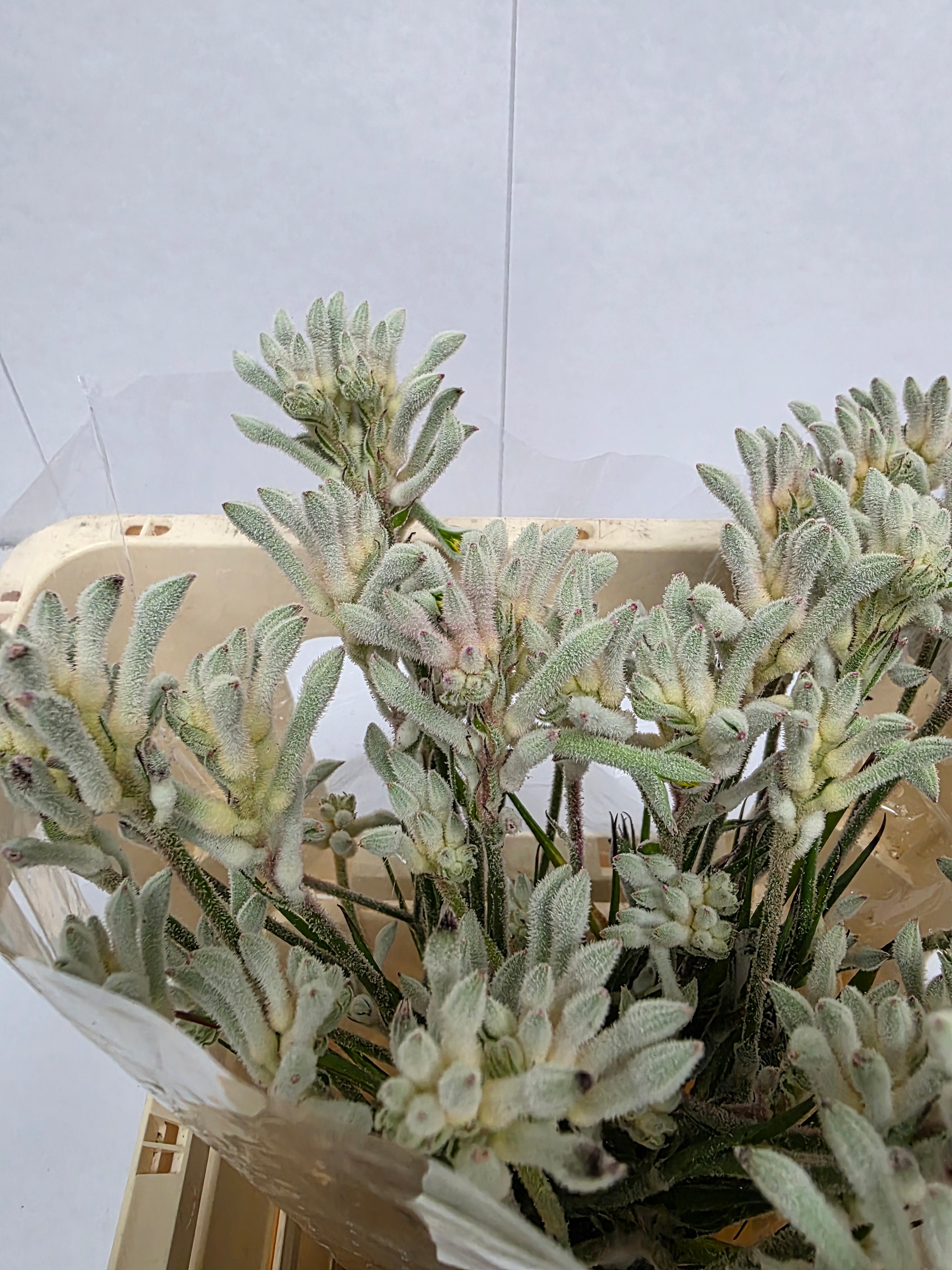 Farm Fresh Anigozanthos Bush Diamond(Bunch of 20 Stems, Length 50cm)