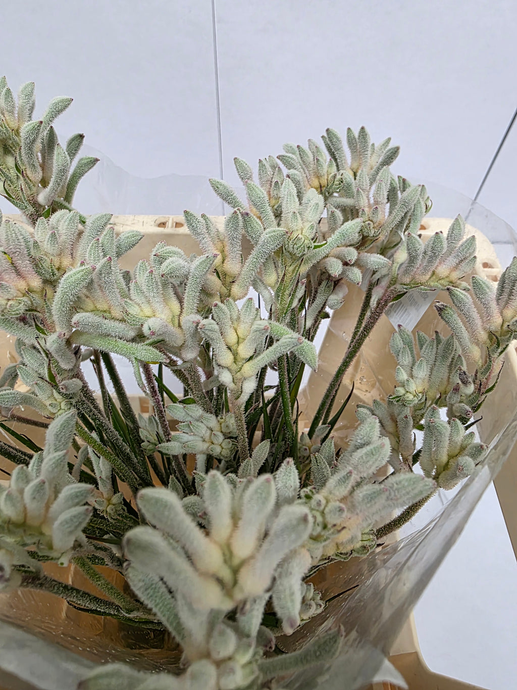 Farm Fresh Anigozanthos Bush Diamond(Bunch of 20 Stems, Length 50cm)