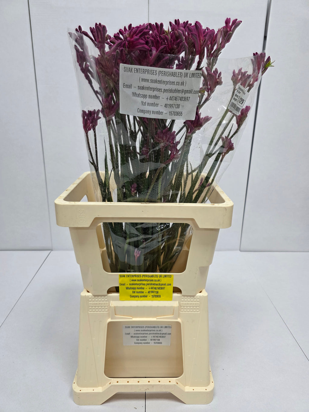 Farm Fresh Anigozanthos Bush Mini Pearl(Bunch of 20 Stems, Length 70cm)