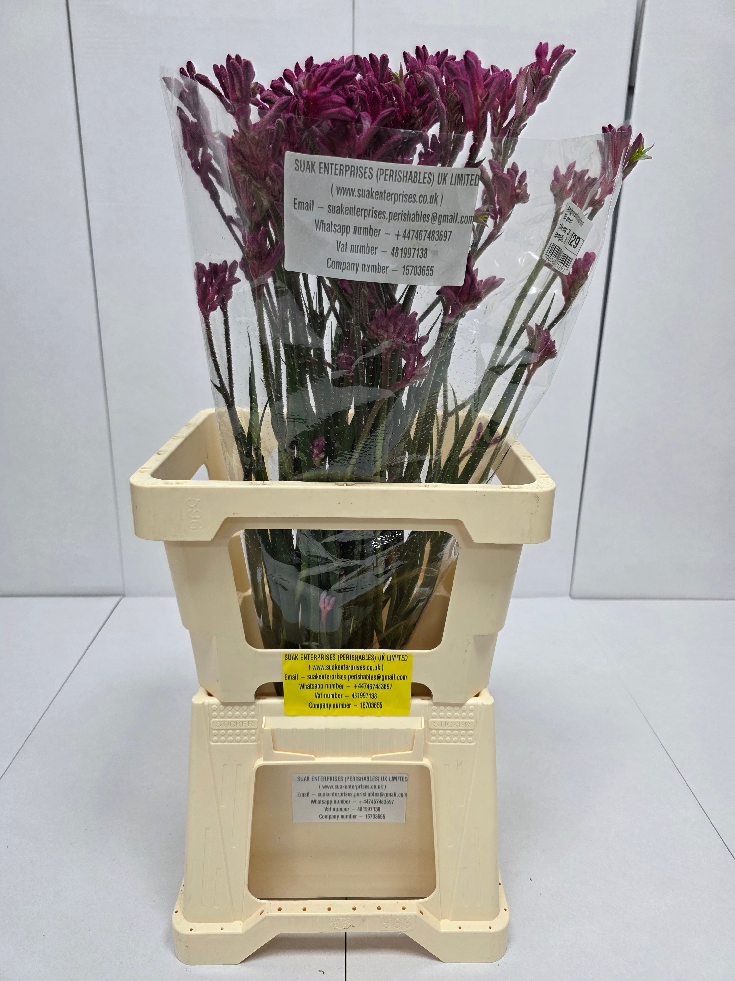 Farm Fresh Anigozanthos Bush Mini Pearl(Bunch of 20 Stems, Length 70cm)