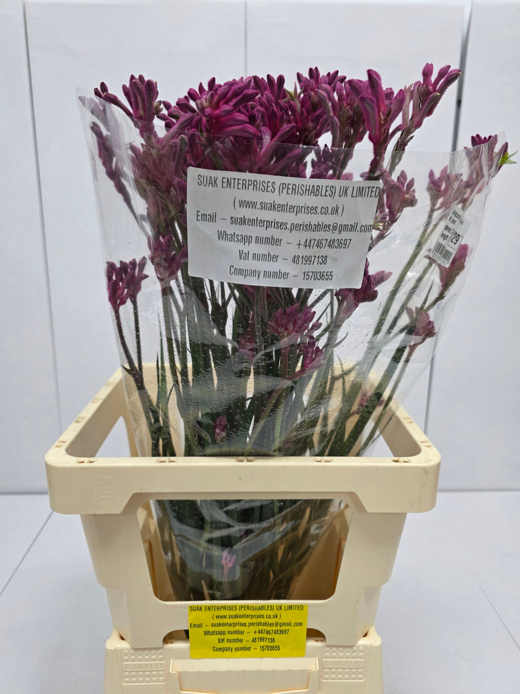 Farm Fresh Anigozanthos Bush Mini Pearl(Bunch of 20 Stems, Length 70cm)