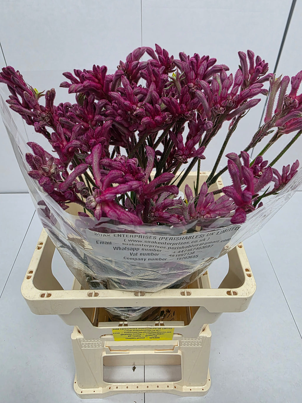 Farm Fresh Anigozanthos Bush Mini Pearl(Bunch of 20 Stems, Length 70cm)