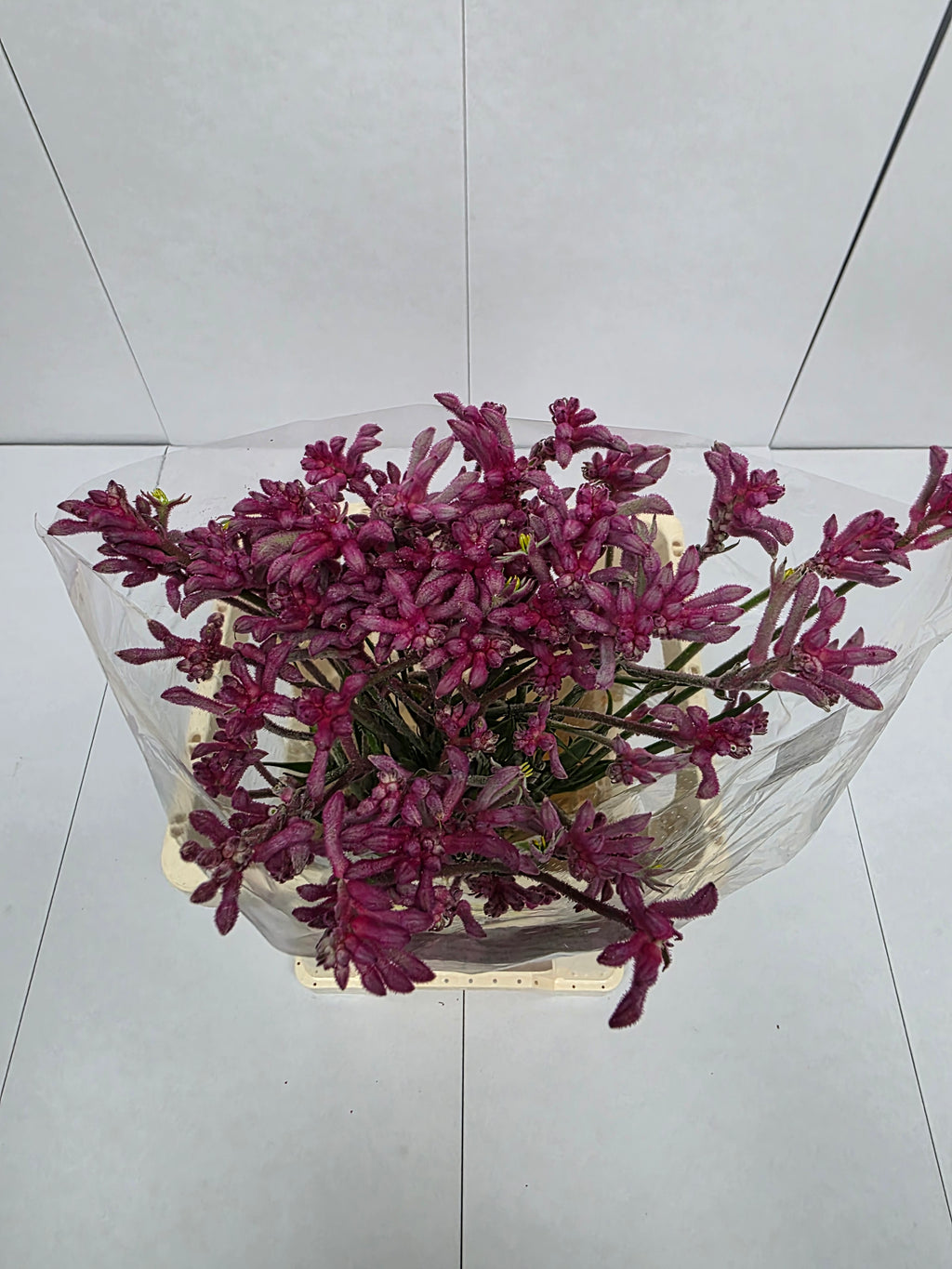 Farm Fresh Anigozanthos Bush Mini Pearl(Bunch of 20 Stems, Length 70cm)