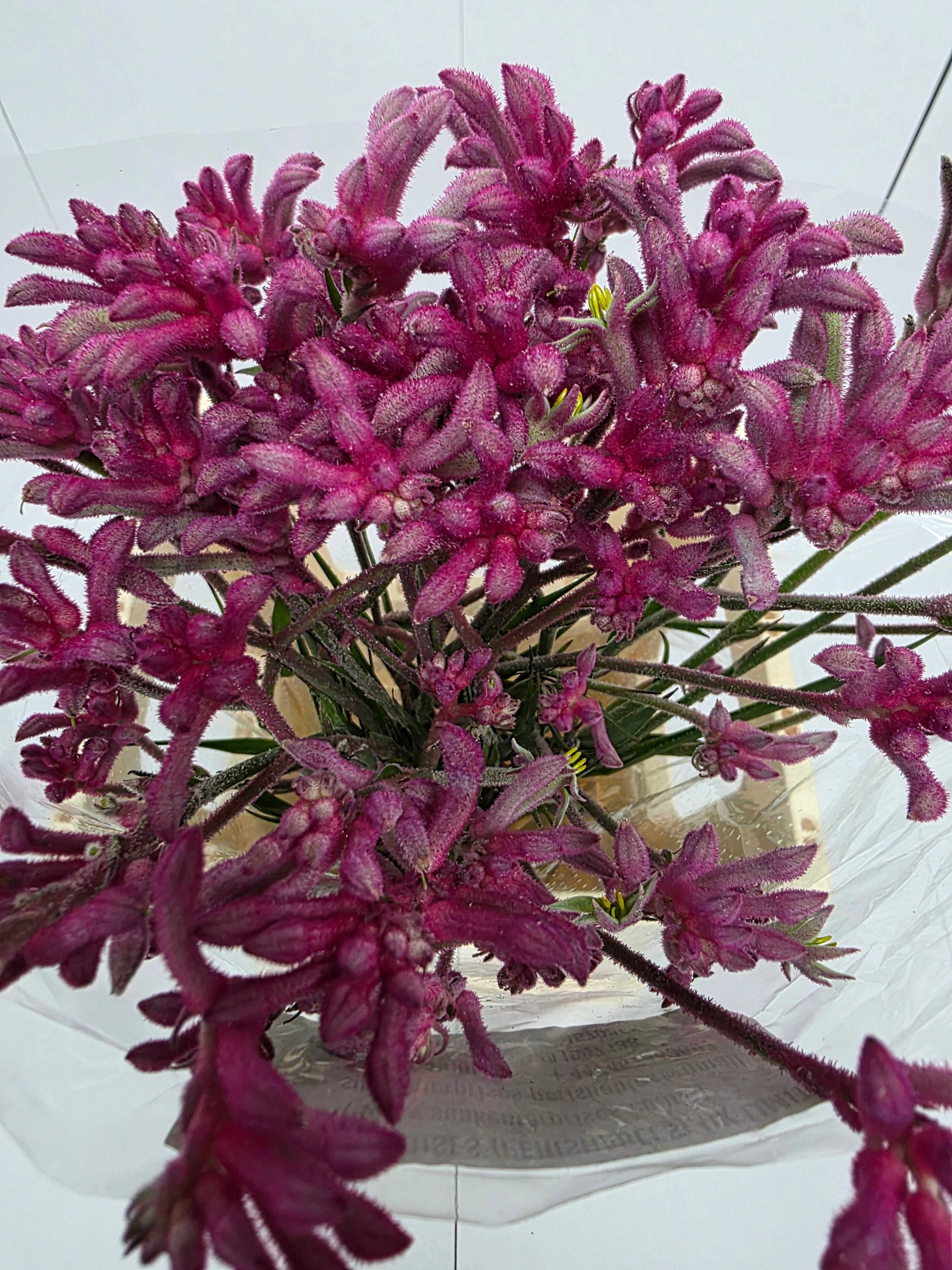 Farm Fresh Anigozanthos Bush Mini Pearl(Bunch of 20 Stems, Length 70cm)