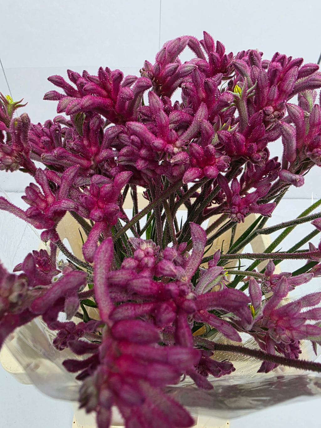 Farm Fresh Anigozanthos Bush Mini Pearl(Bunch of 20 Stems, Length 70cm)