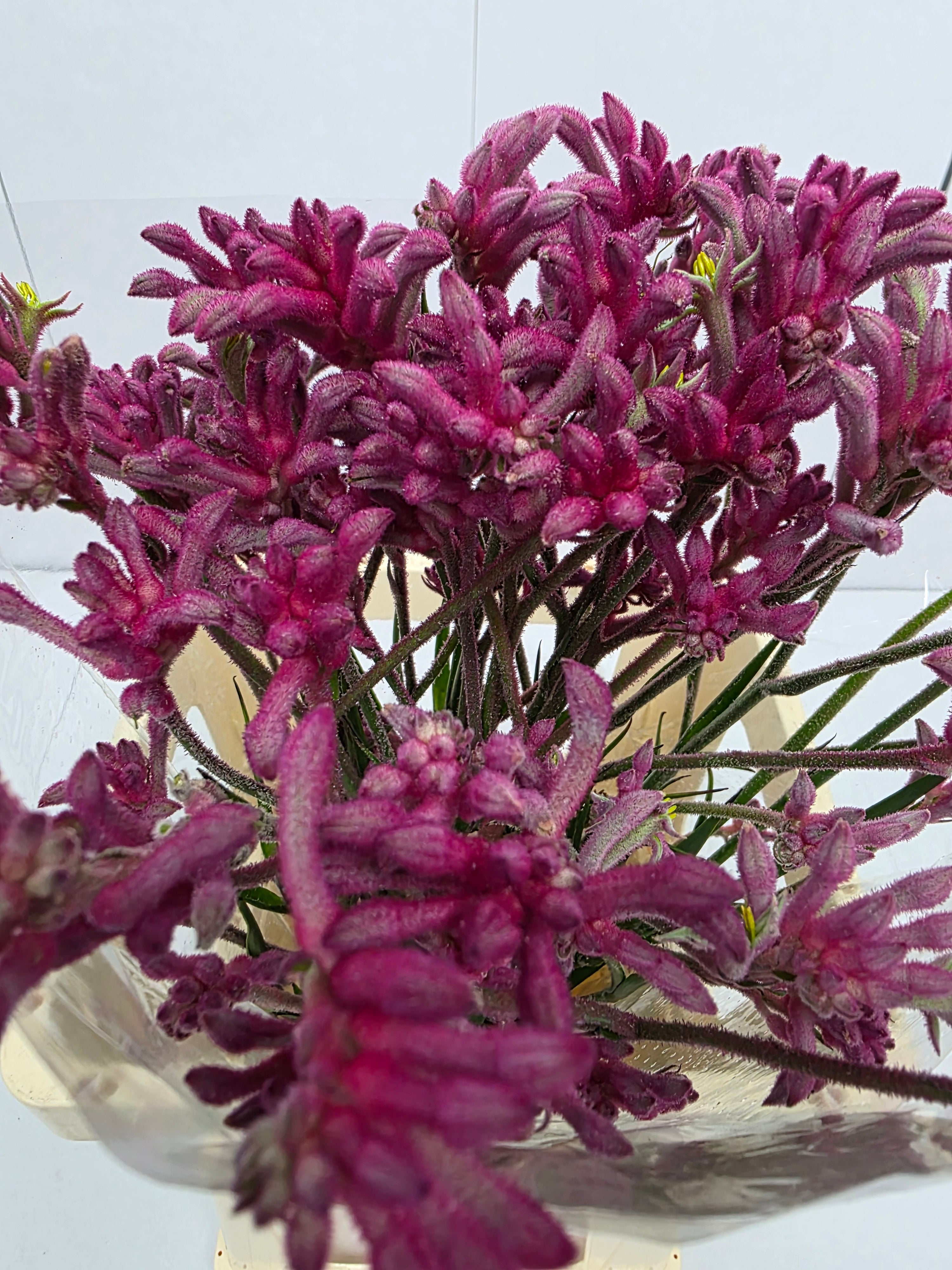 Farm Fresh Anigozanthos Bush Mini Pearl(Bunch of 20 Stems, Length 70cm)