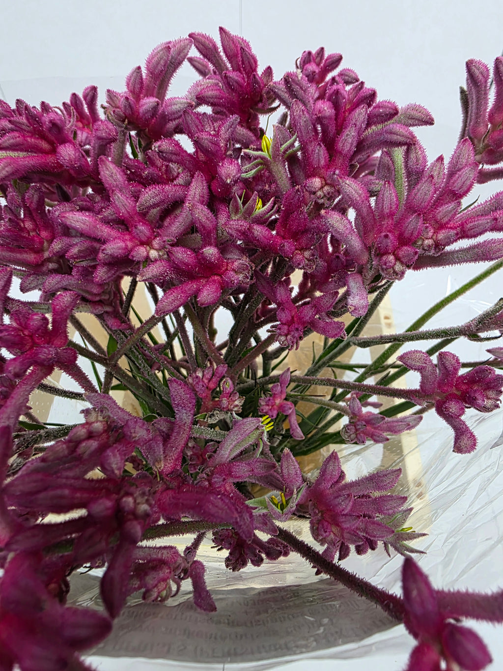 Farm Fresh Anigozanthos Bush Mini Pearl(Bunch of 20 Stems, Length 70cm)