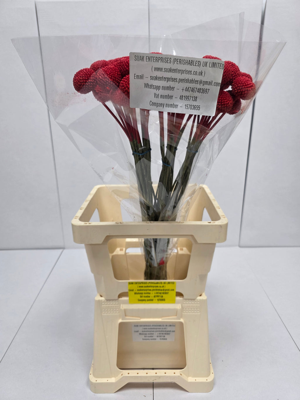Farm Fresh Craspedia Painted Red(Bunch of 50 Stems, Length 60cm)