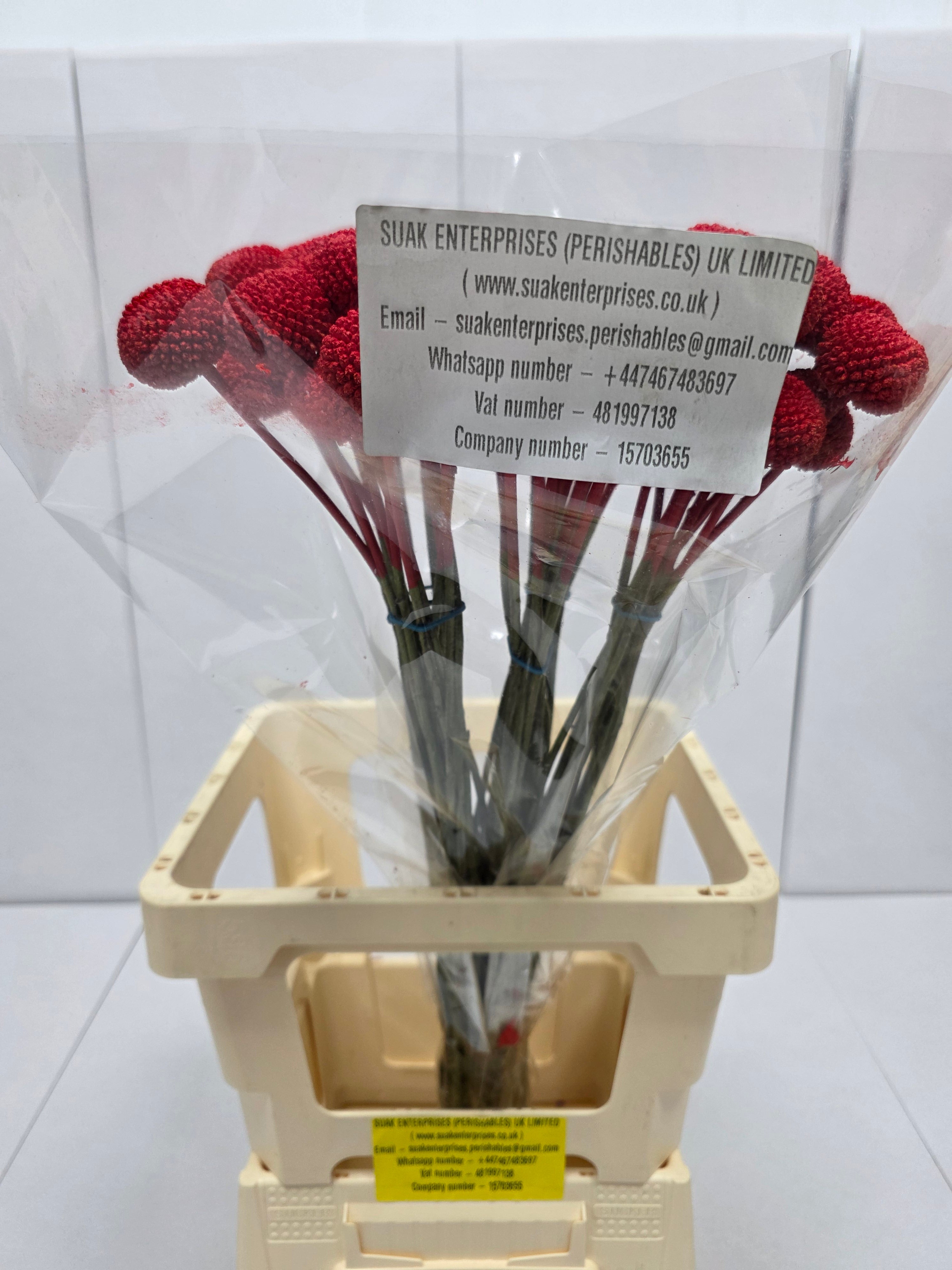 Farm Fresh Craspedia Painted Red(Bunch of 50 Stems, Length 60cm)