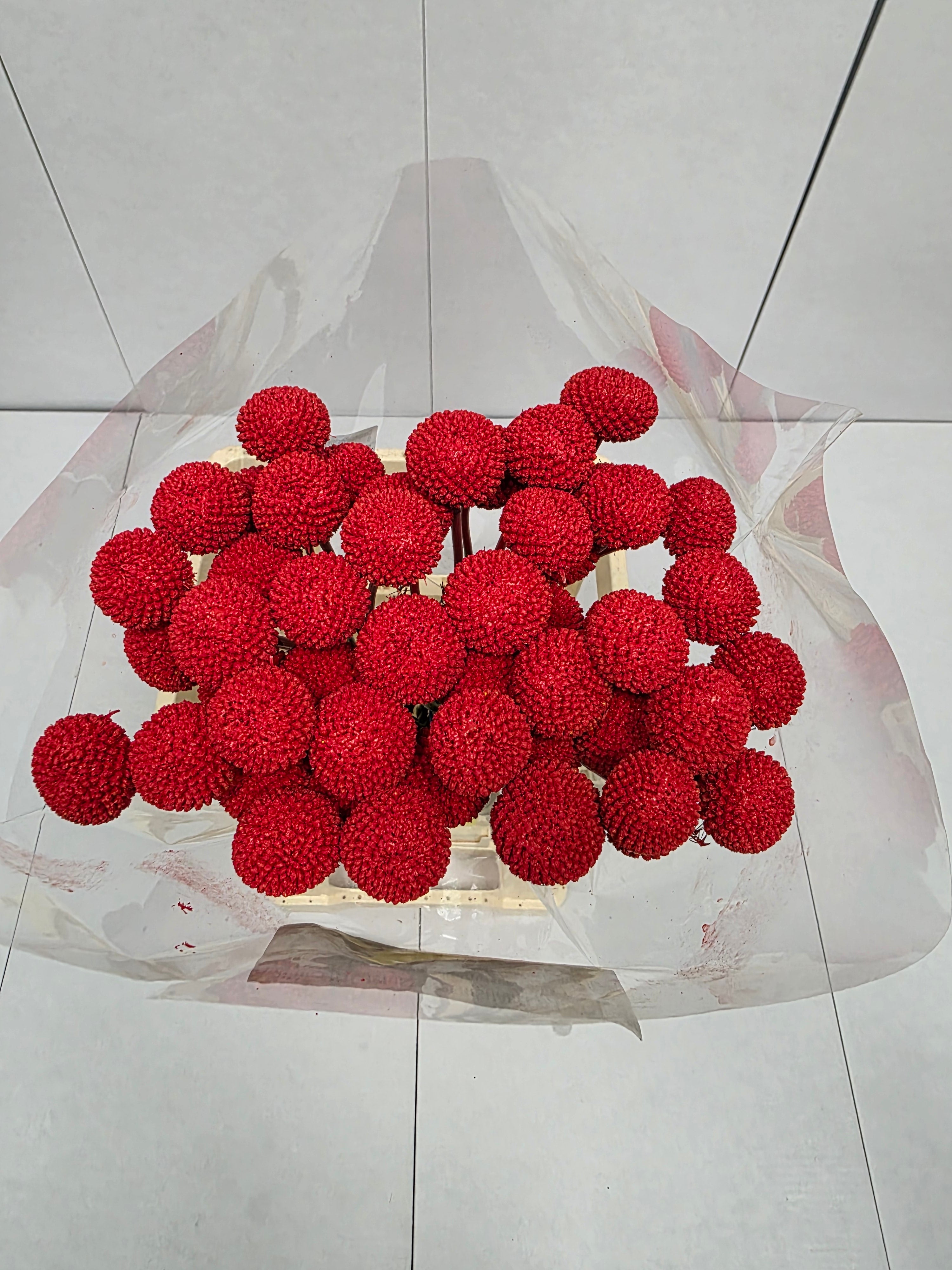 Farm Fresh Craspedia Painted Red(Bunch of 50 Stems, Length 60cm)