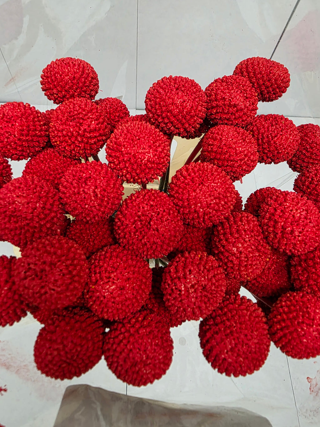 Farm Fresh Craspedia Painted Red(Bunch of 50 Stems, Length 60cm)