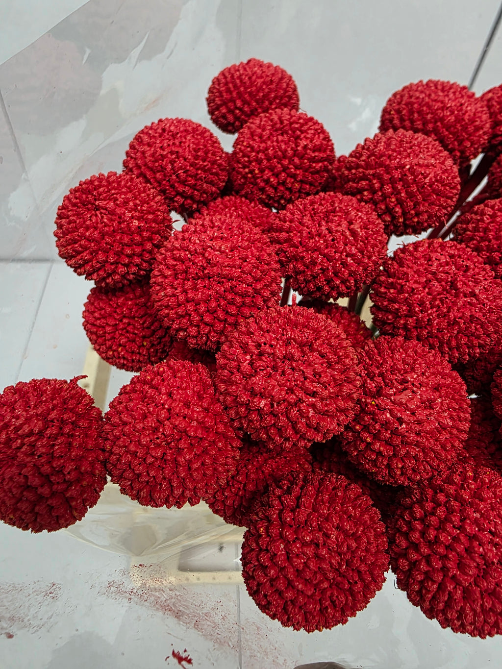 Farm Fresh Craspedia Painted Red(Bunch of 50 Stems, Length 60cm)