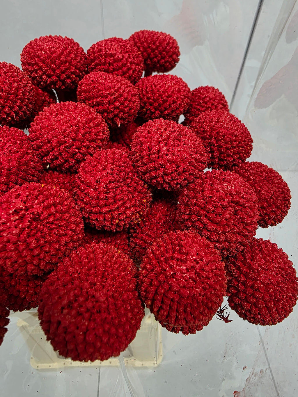 Farm Fresh Craspedia Painted Red(Bunch of 50 Stems, Length 60cm)