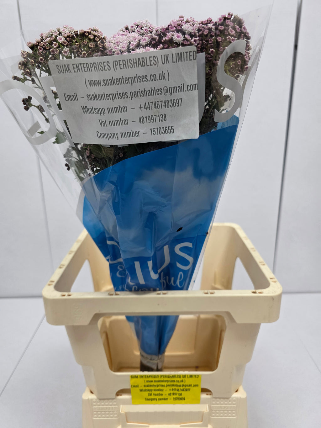 Farm Fresh Eupatorium Ru Lucky Pink (Bunch of 10 Stems, Length 70cm)