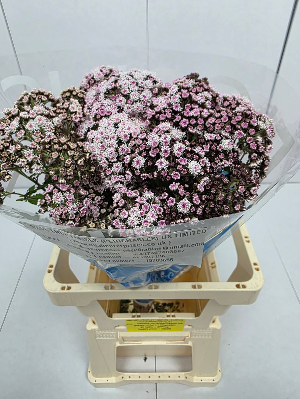 Farm Fresh Eupatorium Ru Lucky Pink (Bunch of 10 Stems, Length 70cm)