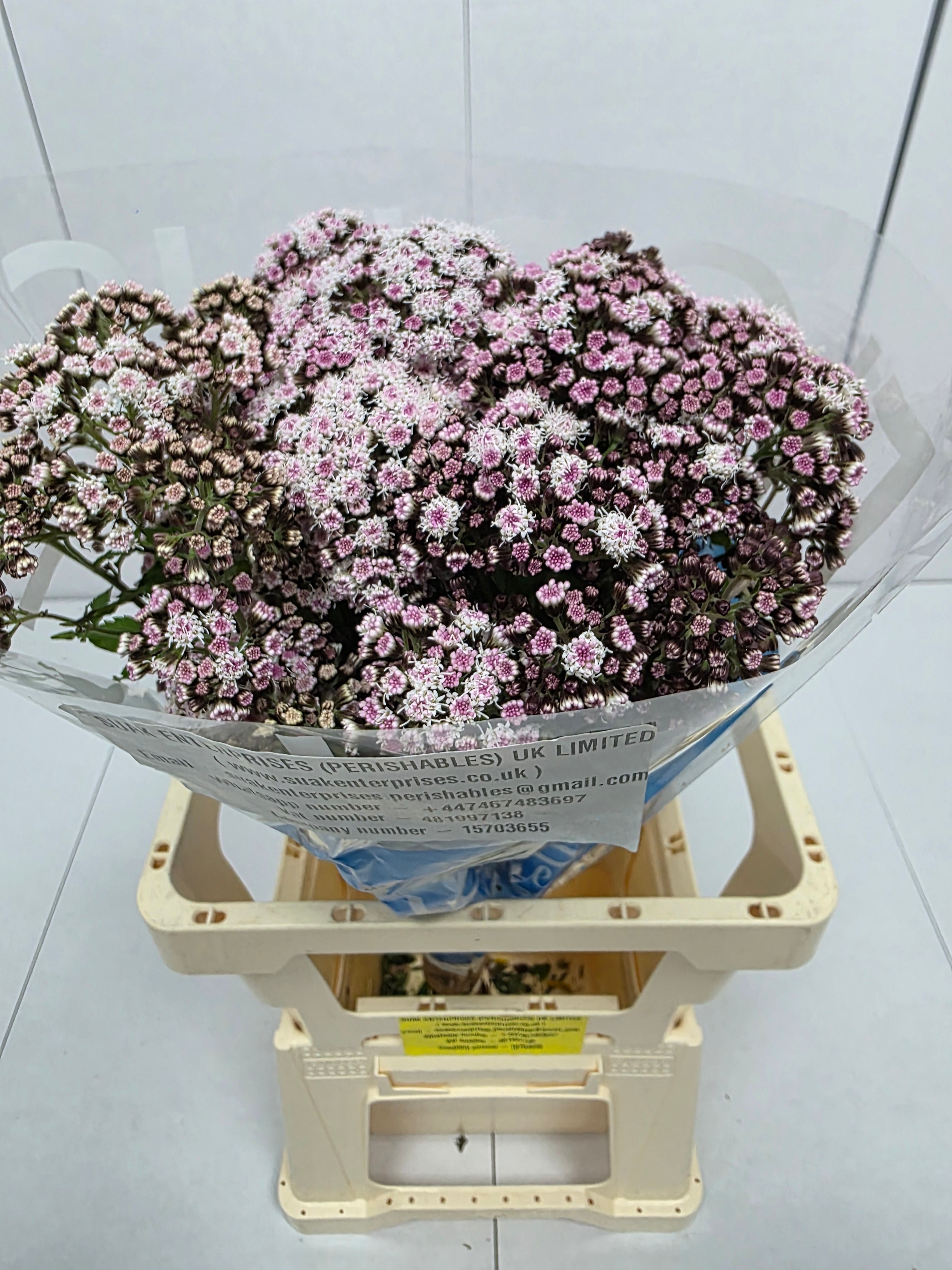 Farm Fresh Eupatorium Ru Lucky Pink (Bunch of 10 Stems, Length 70cm)