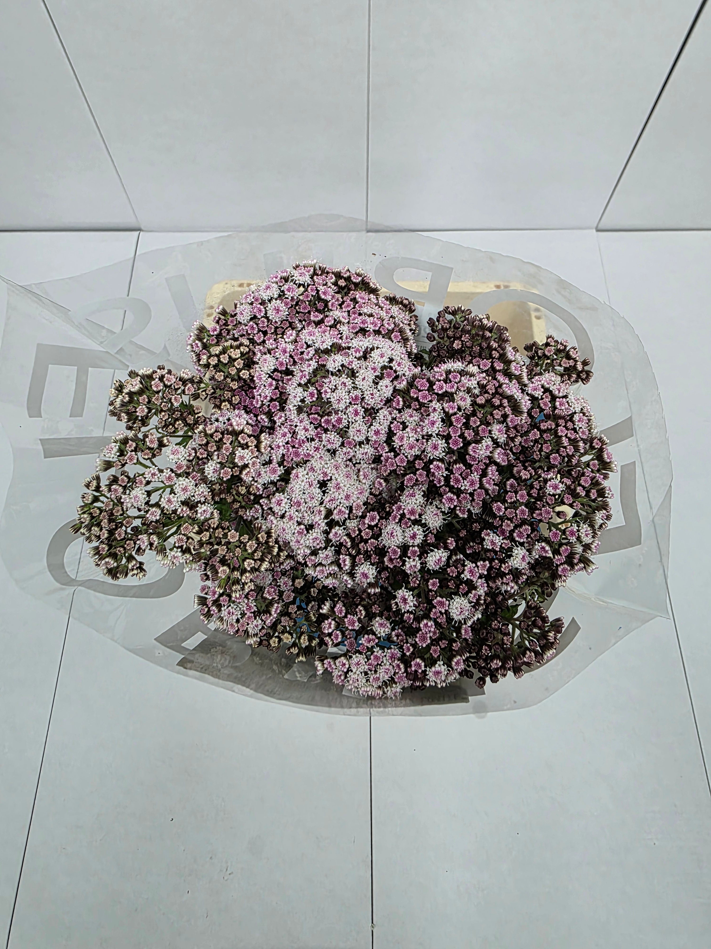 Farm Fresh Eupatorium Ru Lucky Pink (Bunch of 10 Stems, Length 70cm)