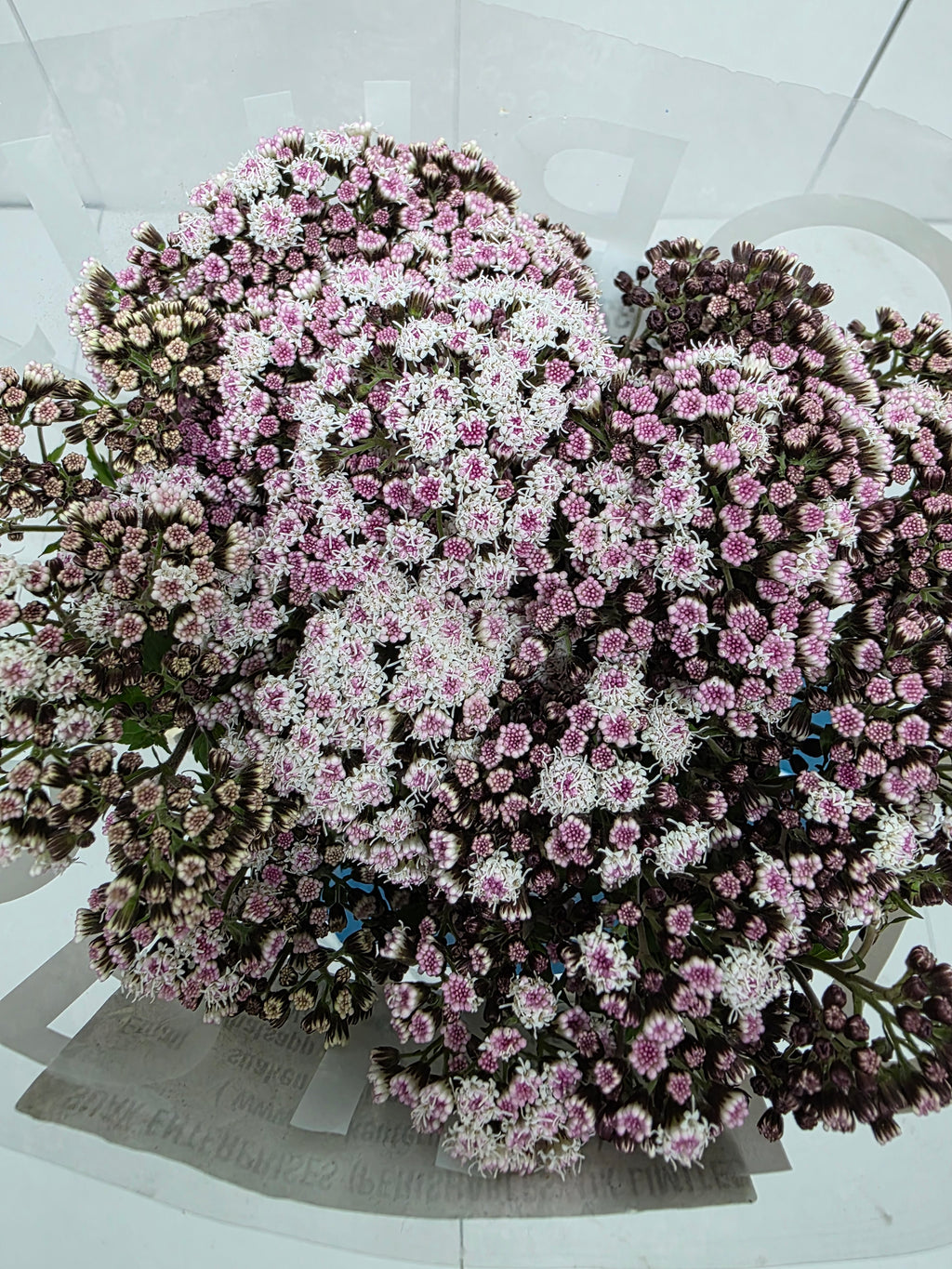Farm Fresh Eupatorium Ru Lucky Pink (Bunch of 10 Stems, Length 70cm)