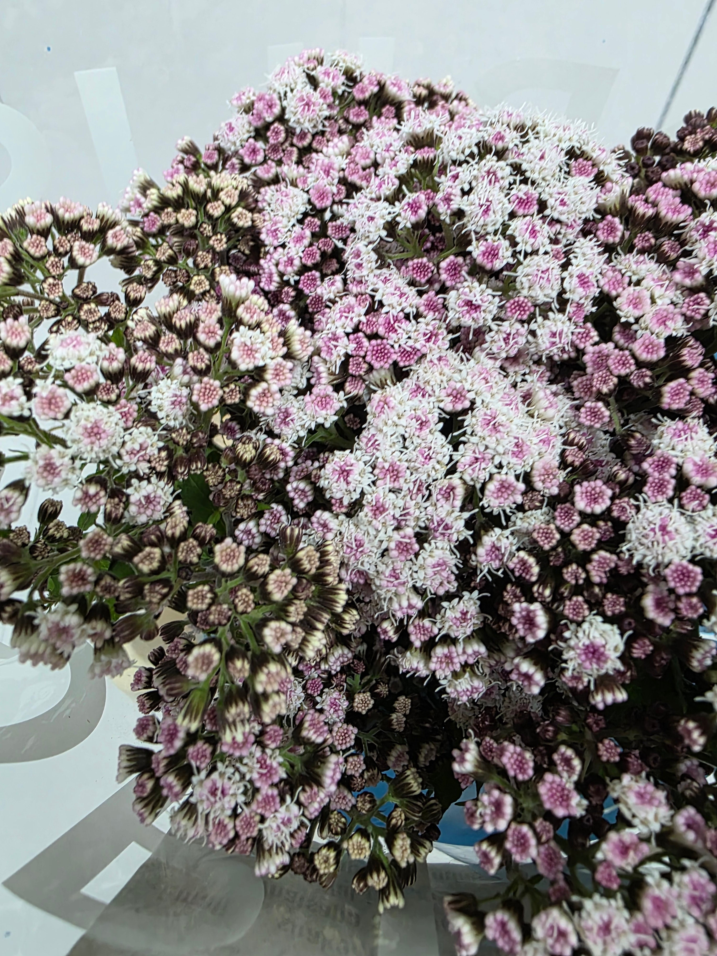 Farm Fresh Eupatorium Ru Lucky Pink (Bunch of 10 Stems, Length 70cm)