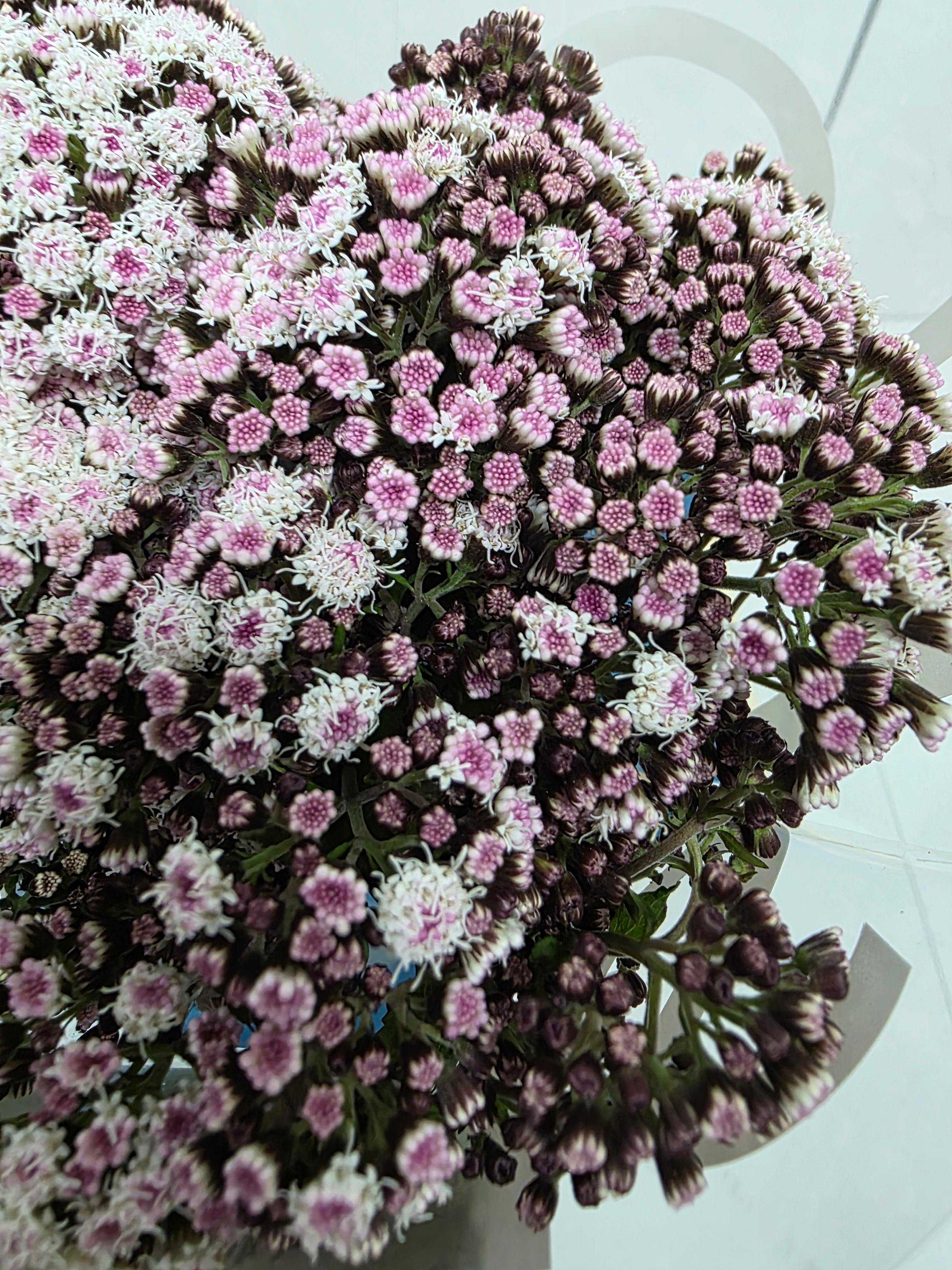 Farm Fresh Eupatorium Ru Lucky Pink (Bunch of 10 Stems, Length 70cm)