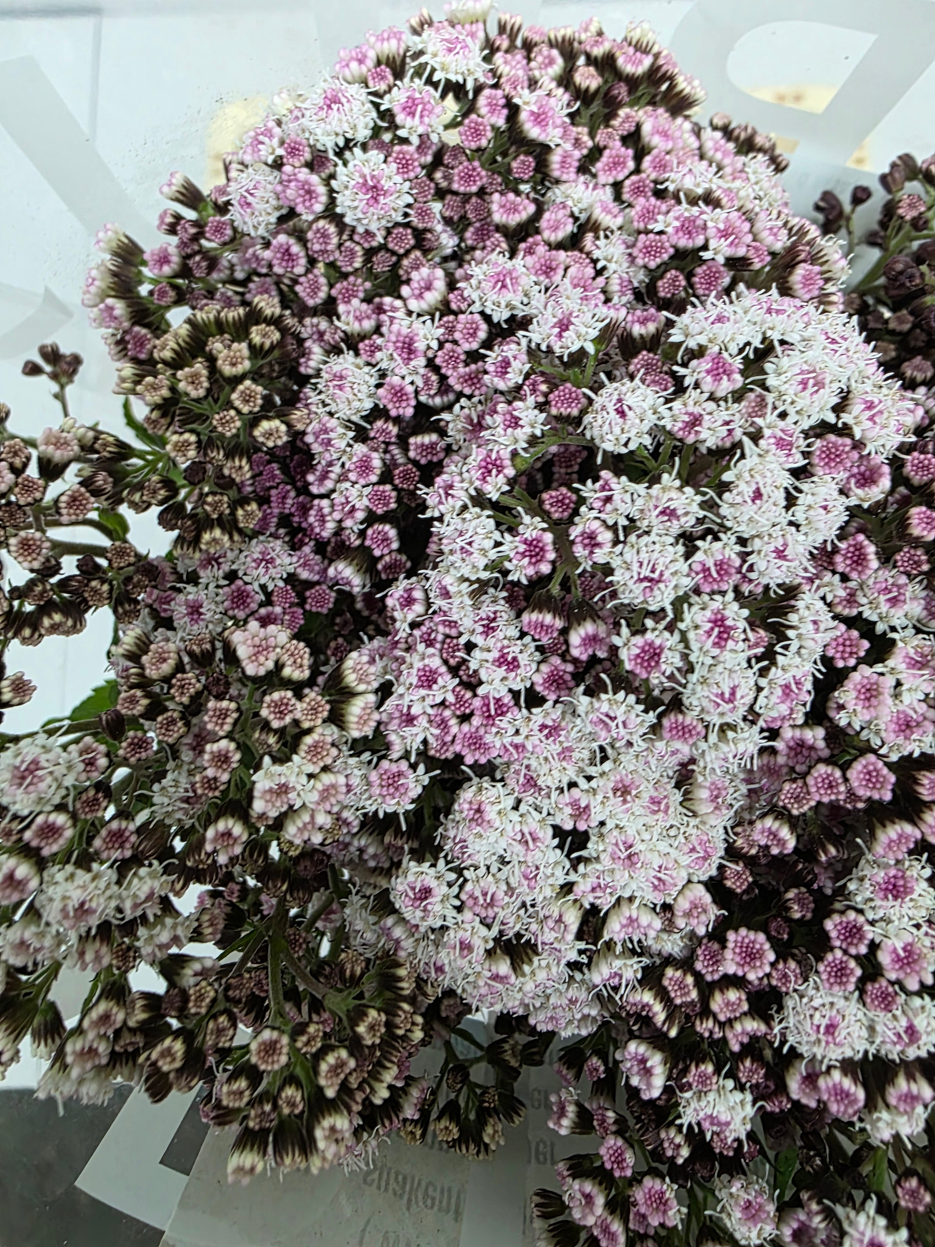 Farm Fresh Eupatorium Ru Lucky Pink (Bunch of 10 Stems, Length 70cm)