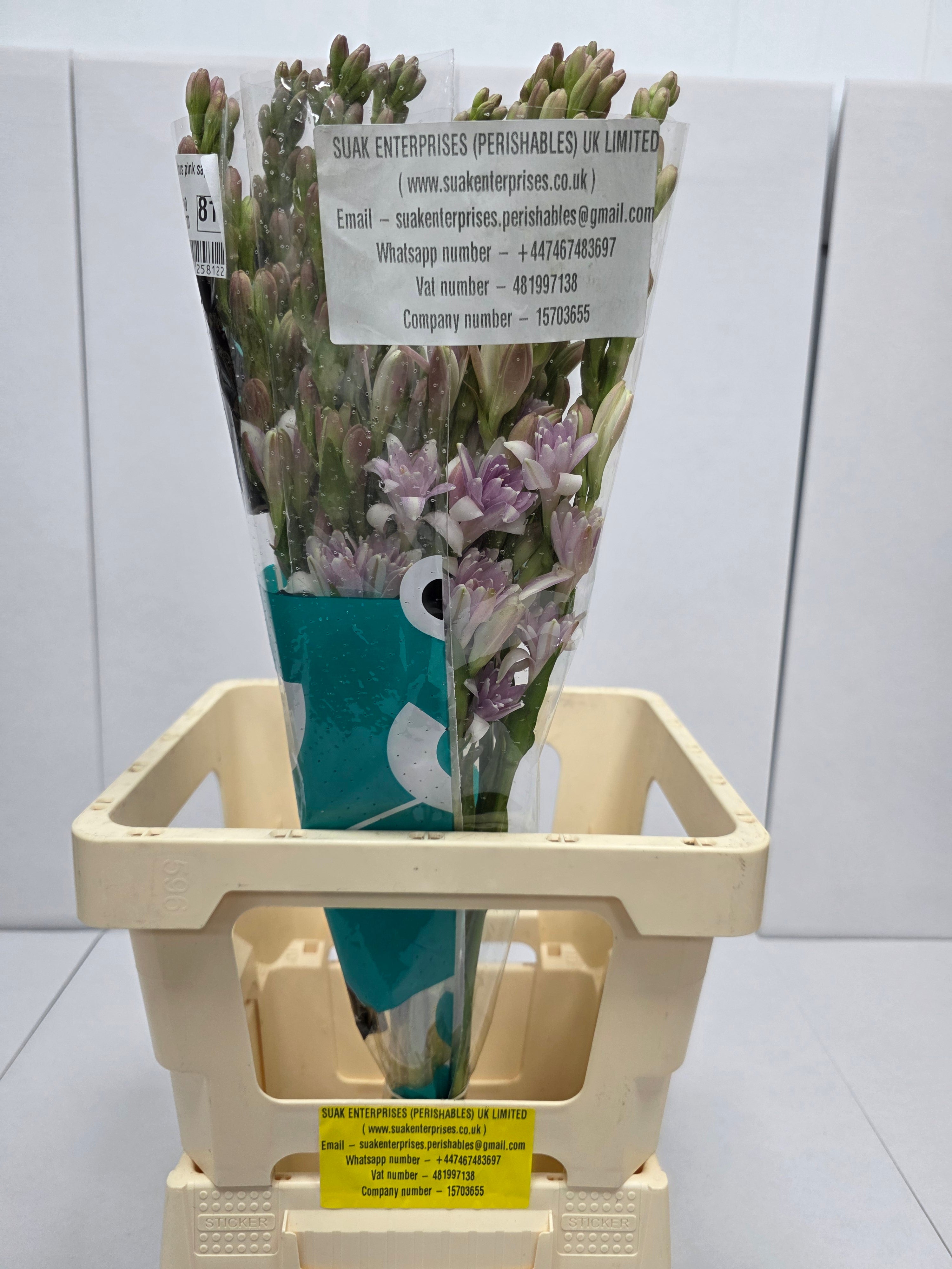 Farm Fresh Polyanthus Pink Sapphir (Bunch of 10 Stems, Length 70cm)