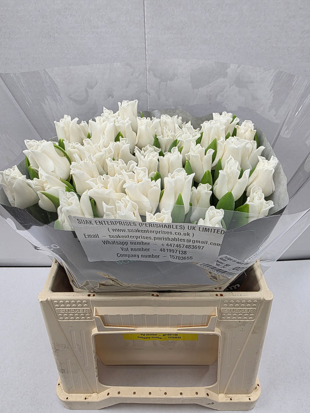 Farm Fresh Tulipa Co White Liberstar( Bunch of 50stems, Length 34cm)