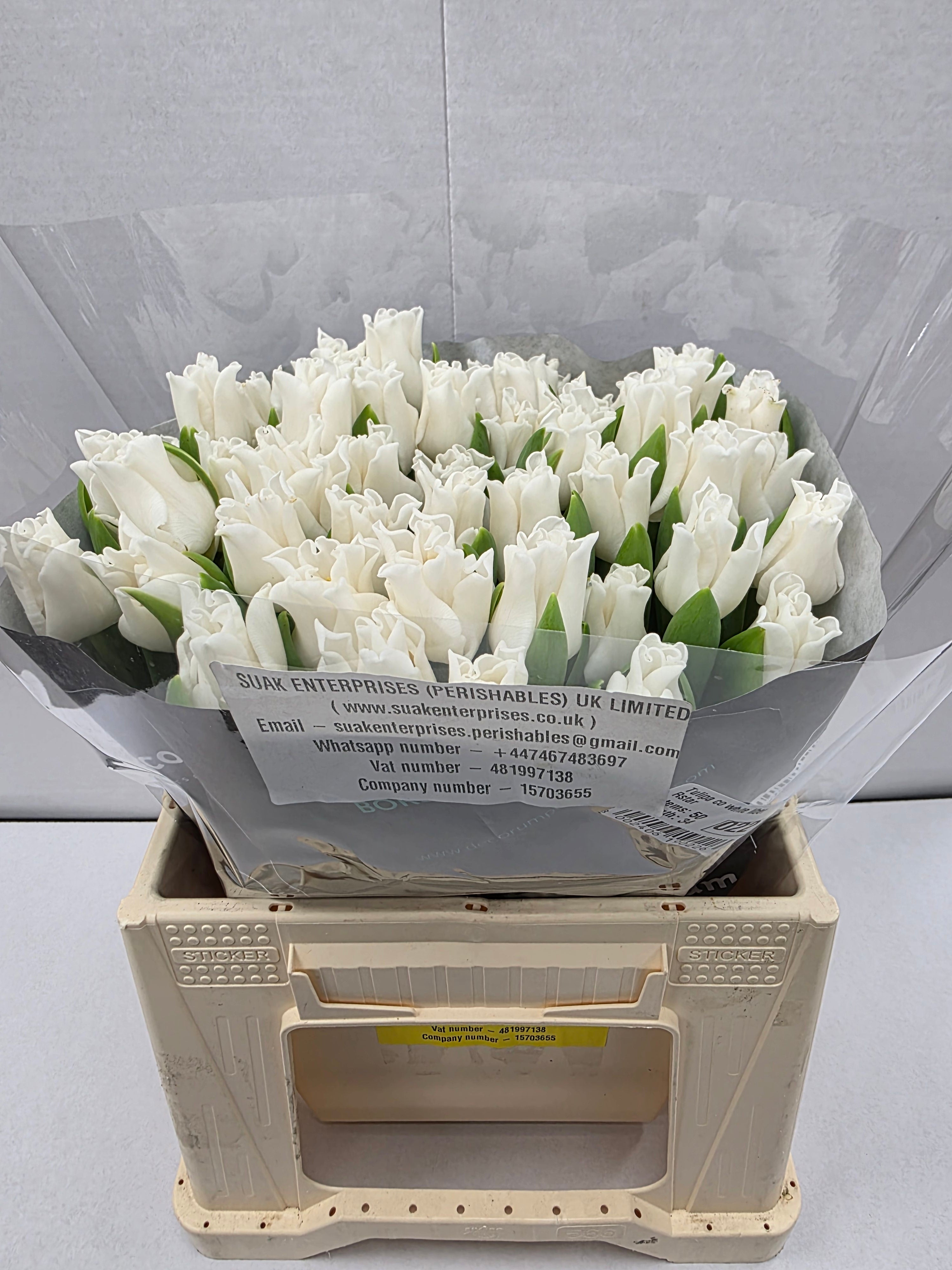 Farm Fresh Tulipa Co White Liberstar( Bunch of 50stems, Length 34cm)