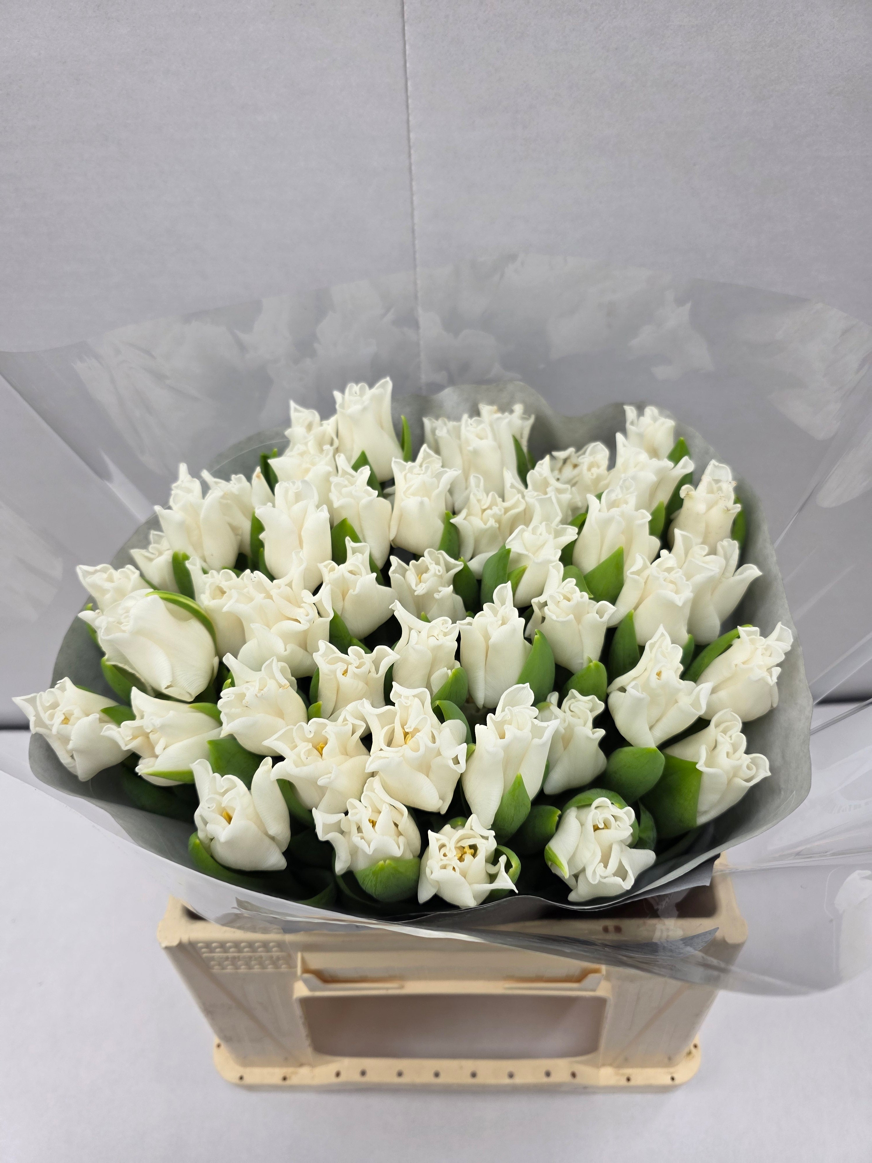 Farm Fresh Tulipa Co White Liberstar( Bunch of 50stems, Length 34cm)