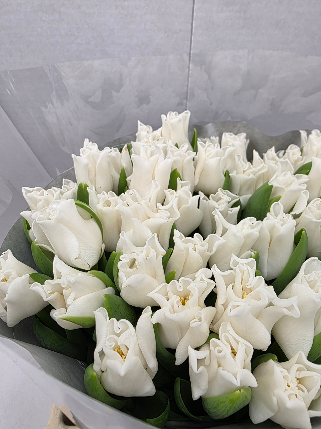 Farm Fresh Tulipa Co White Liberstar( Bunch of 50stems, Length 34cm)
