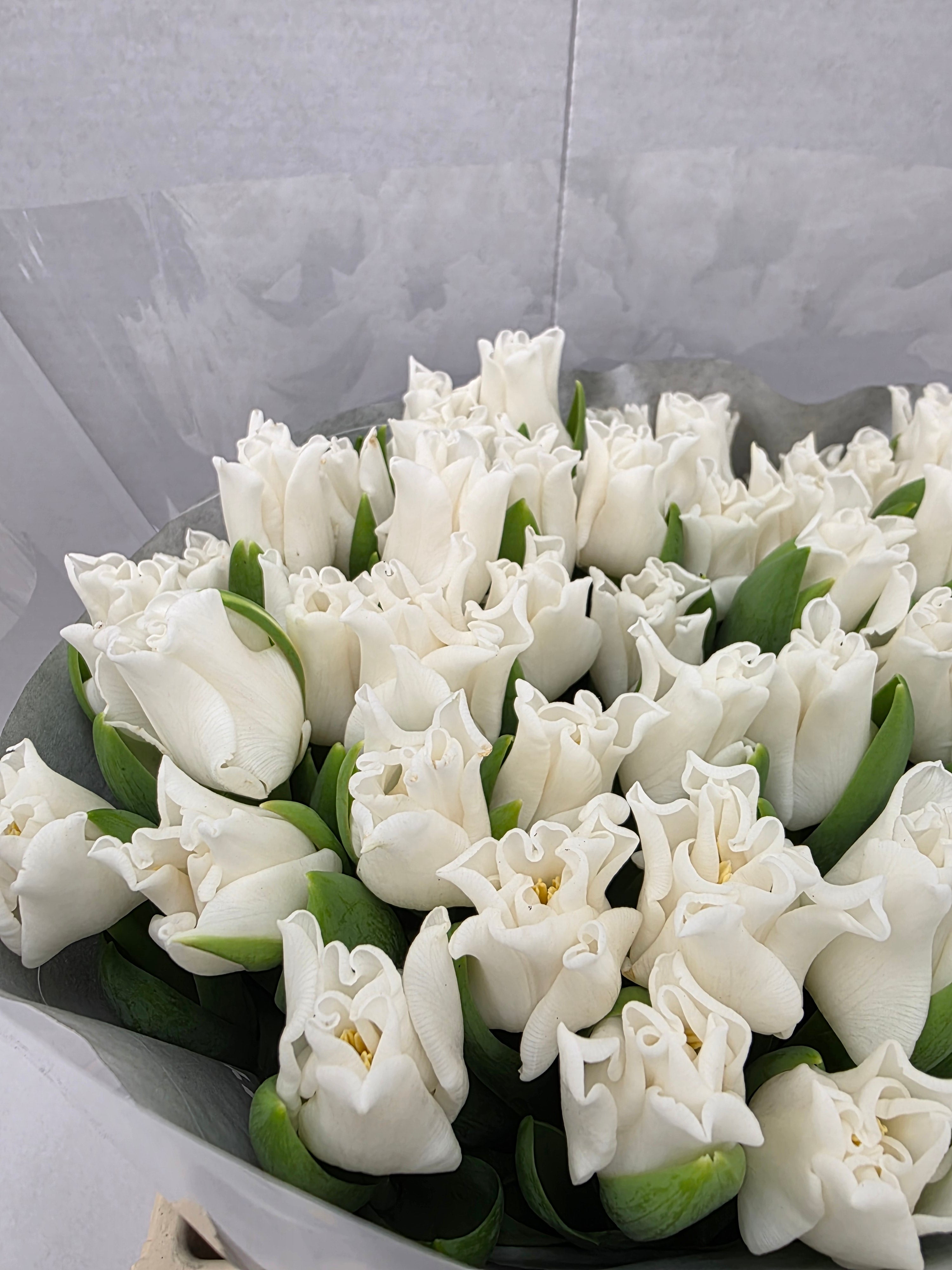 Farm Fresh Tulipa Co White Liberstar( Bunch of 50stems, Length 34cm)