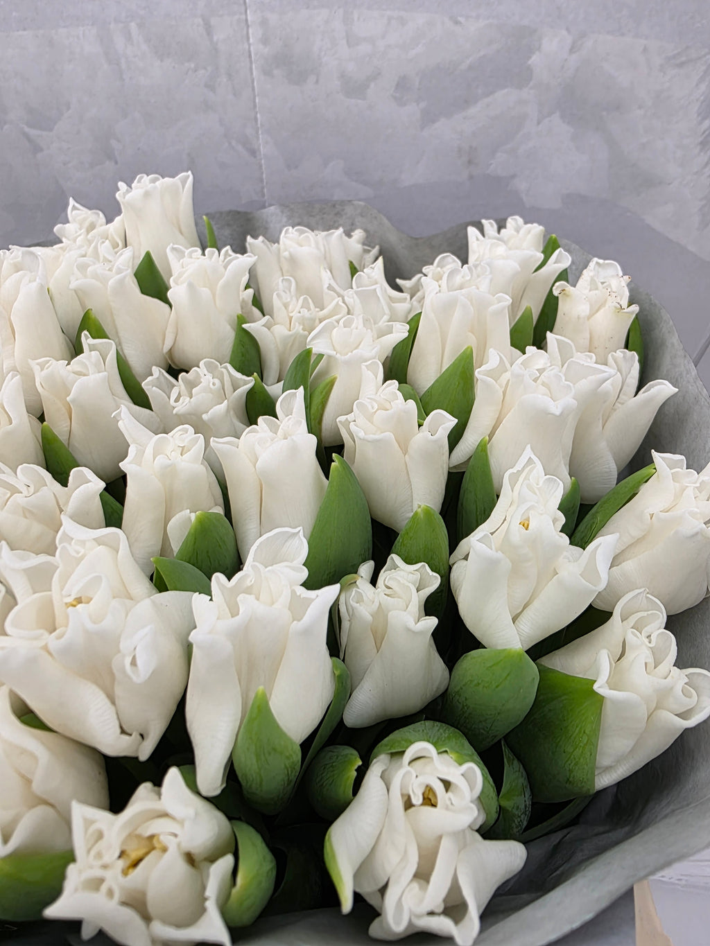 Farm Fresh Tulipa Co White Liberstar( Bunch of 50stems, Length 34cm)