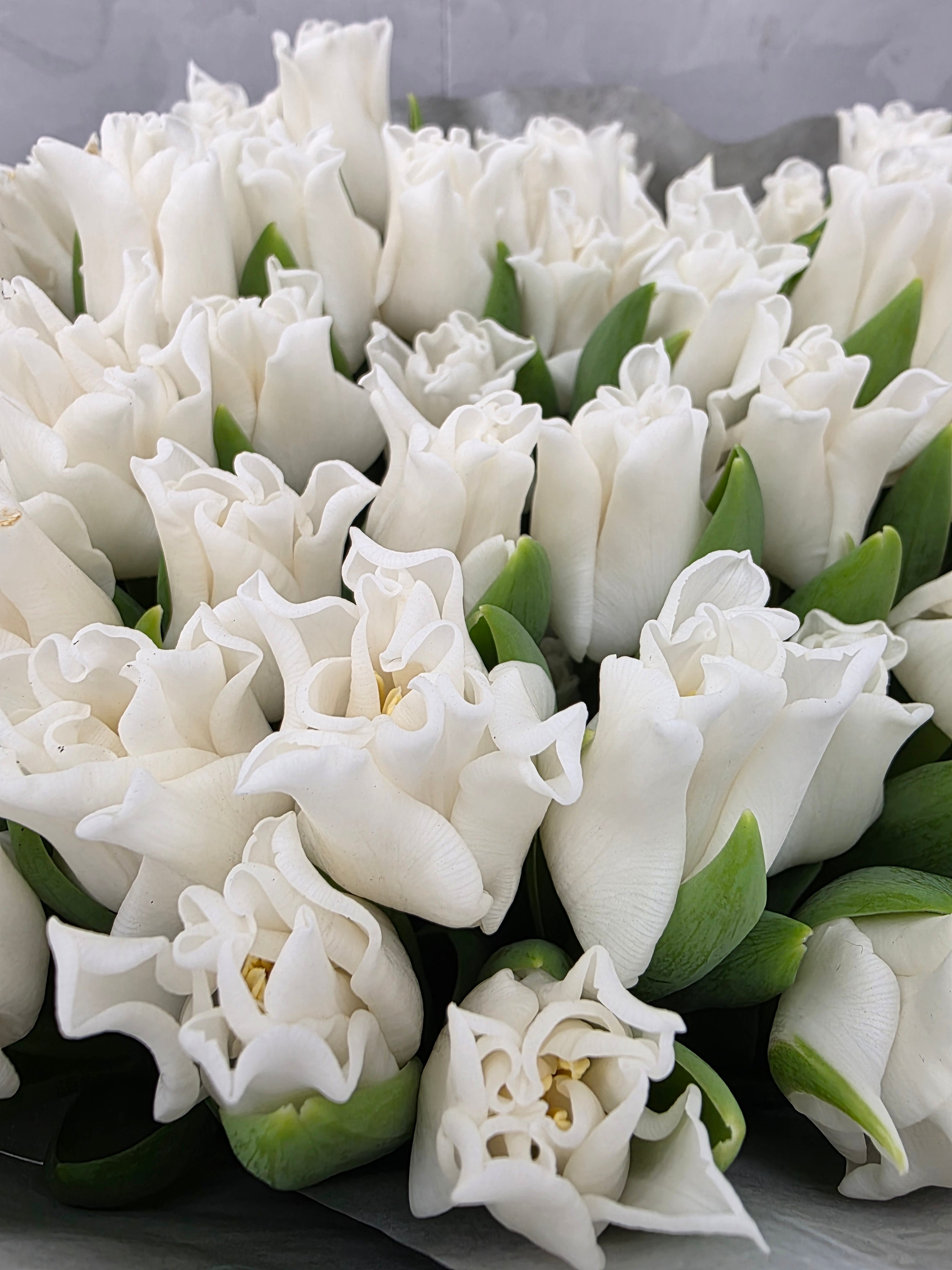 Farm Fresh Tulipa Co White Liberstar( Bunch of 50stems, Length 34cm)