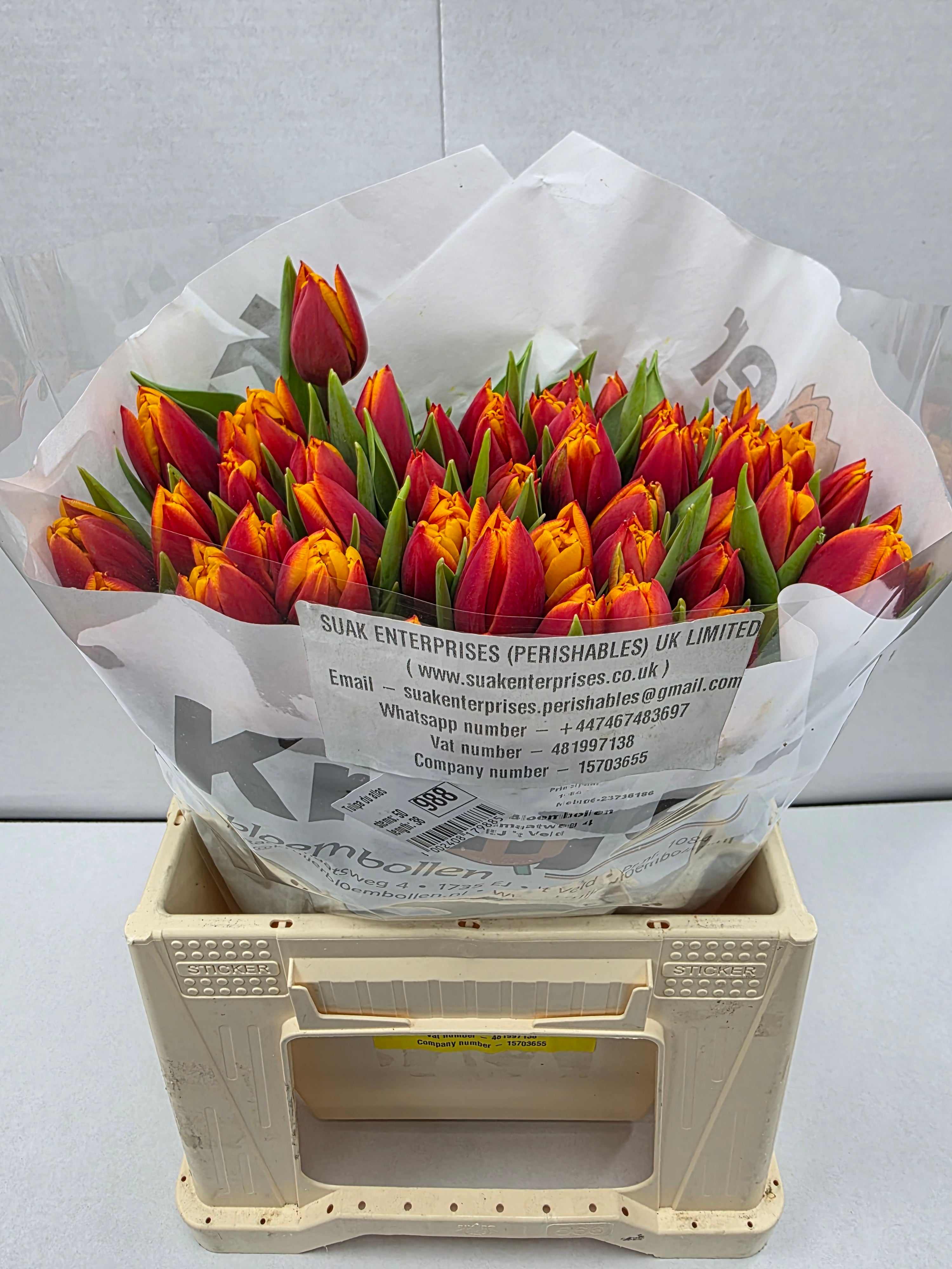 Farm Fresh Tulipa Du Atlas( Bunch of 50stems, Length 38cm)
