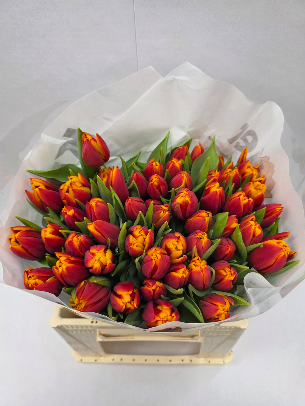 Farm Fresh Tulipa Du Atlas( Bunch of 50stems, Length 38cm)