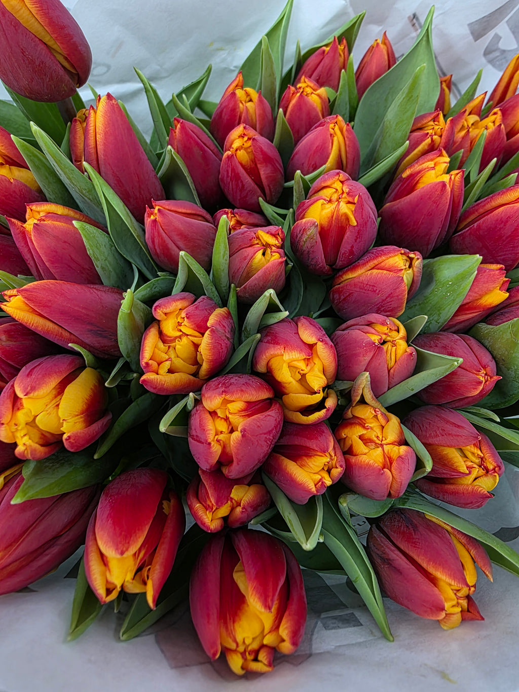 Farm Fresh Tulipa Du Atlas( Bunch of 50stems, Length 38cm)