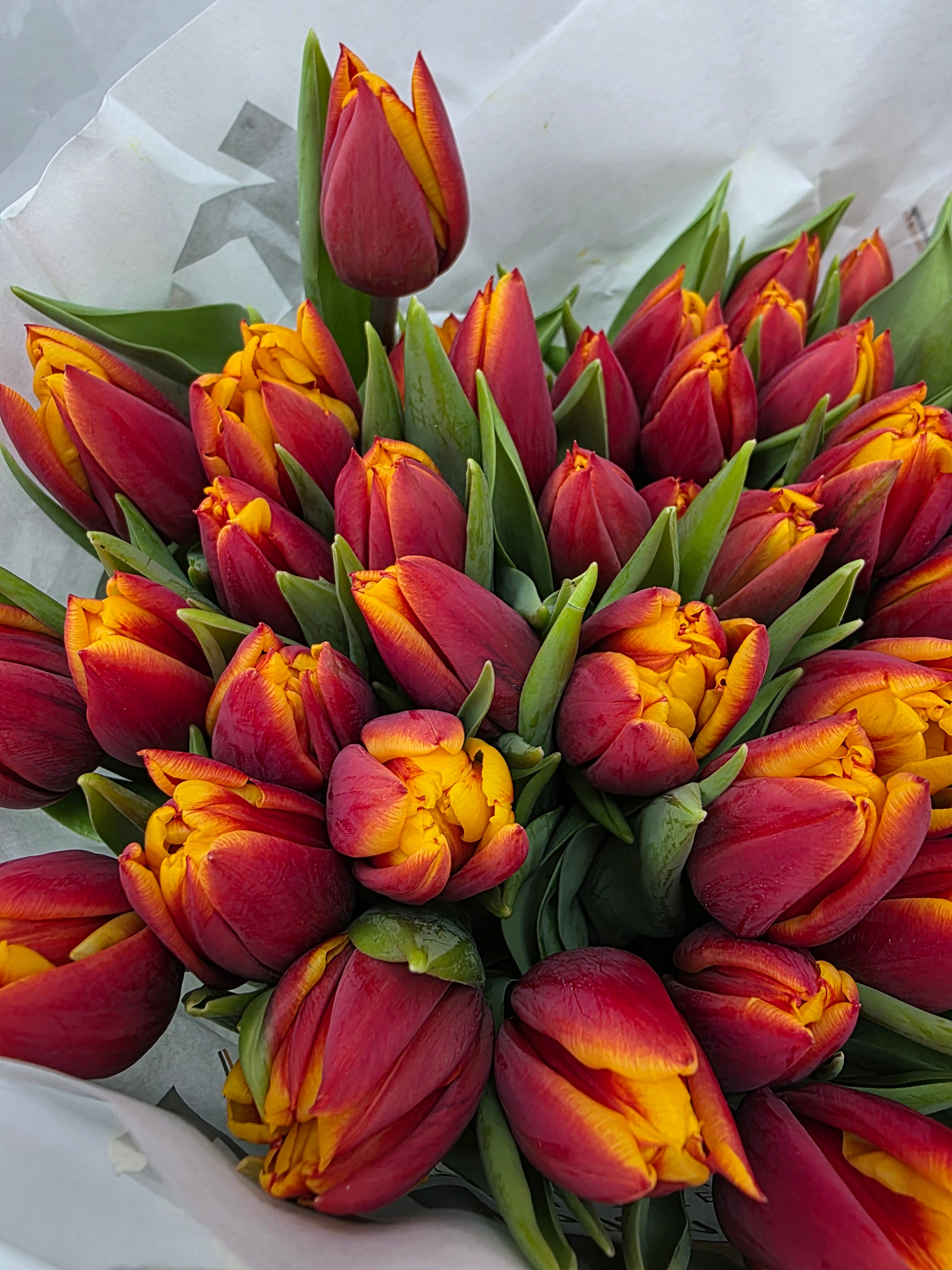 Farm Fresh Tulipa Du Atlas( Bunch of 50stems, Length 38cm)