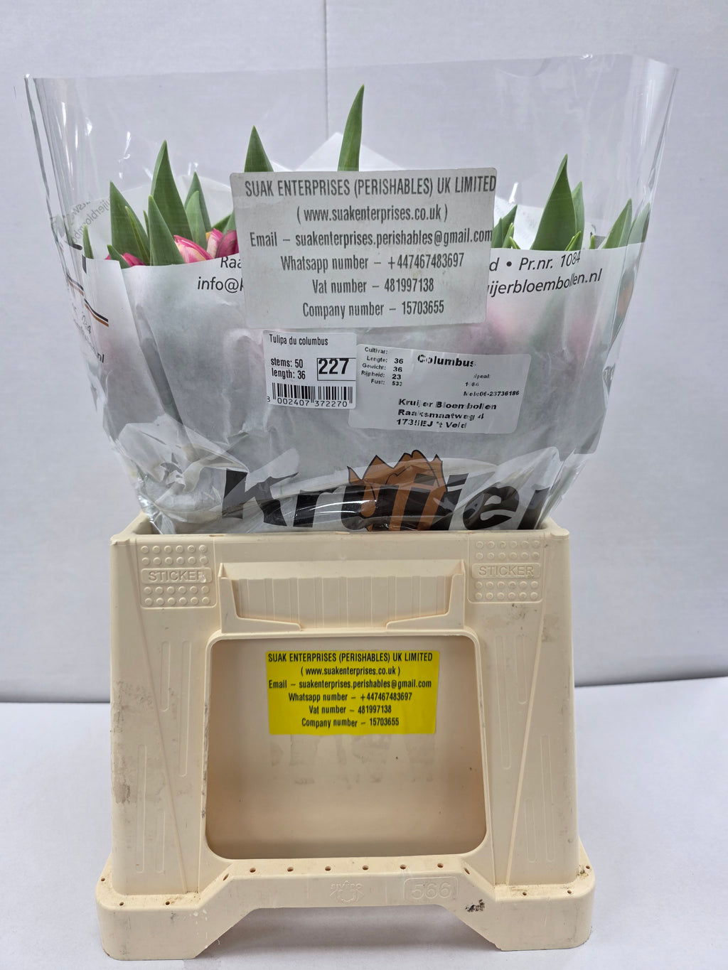 Farm Fresh Tulipa Du Columbus( Bunch of 50stems, Length 36cm)