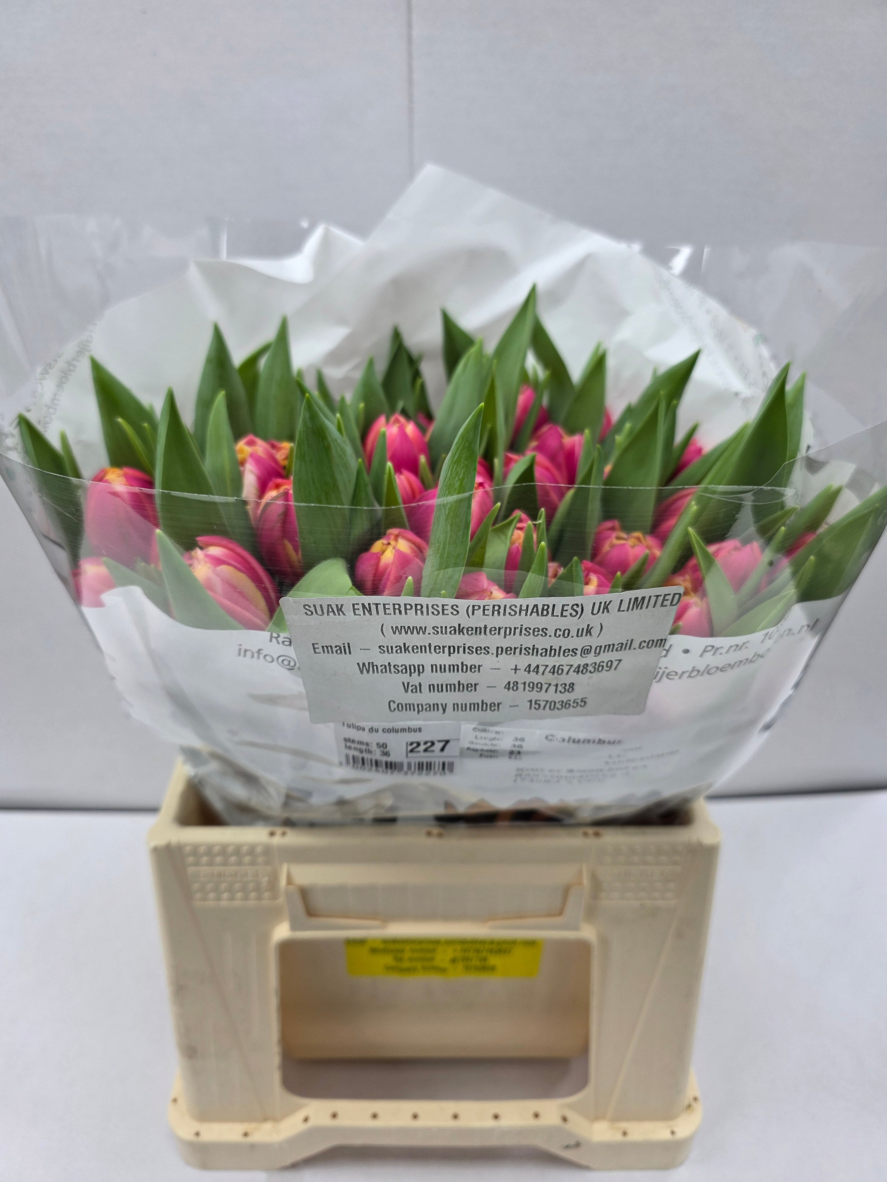 Farm Fresh Tulipa Du Columbus( Bunch of 50stems, Length 36cm)