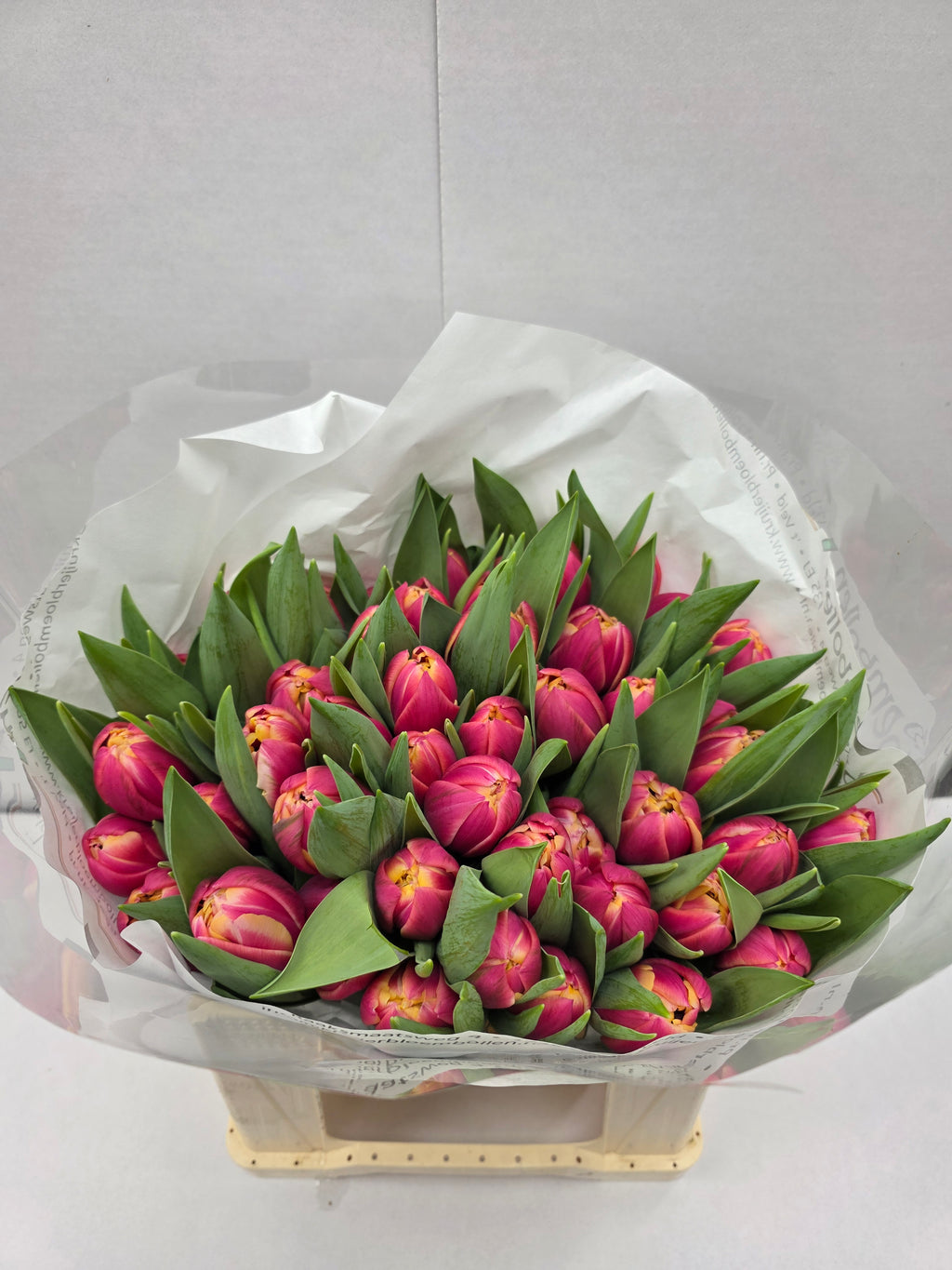Farm Fresh Tulipa Du Columbus( Bunch of 50stems, Length 36cm)