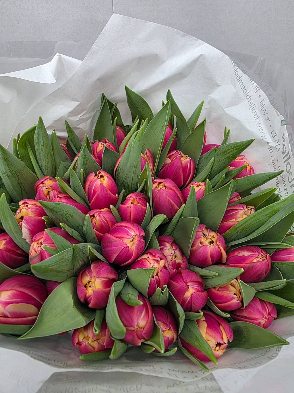 Farm Fresh Tulipa Du Columbus( Bunch of 50stems, Length 36cm)